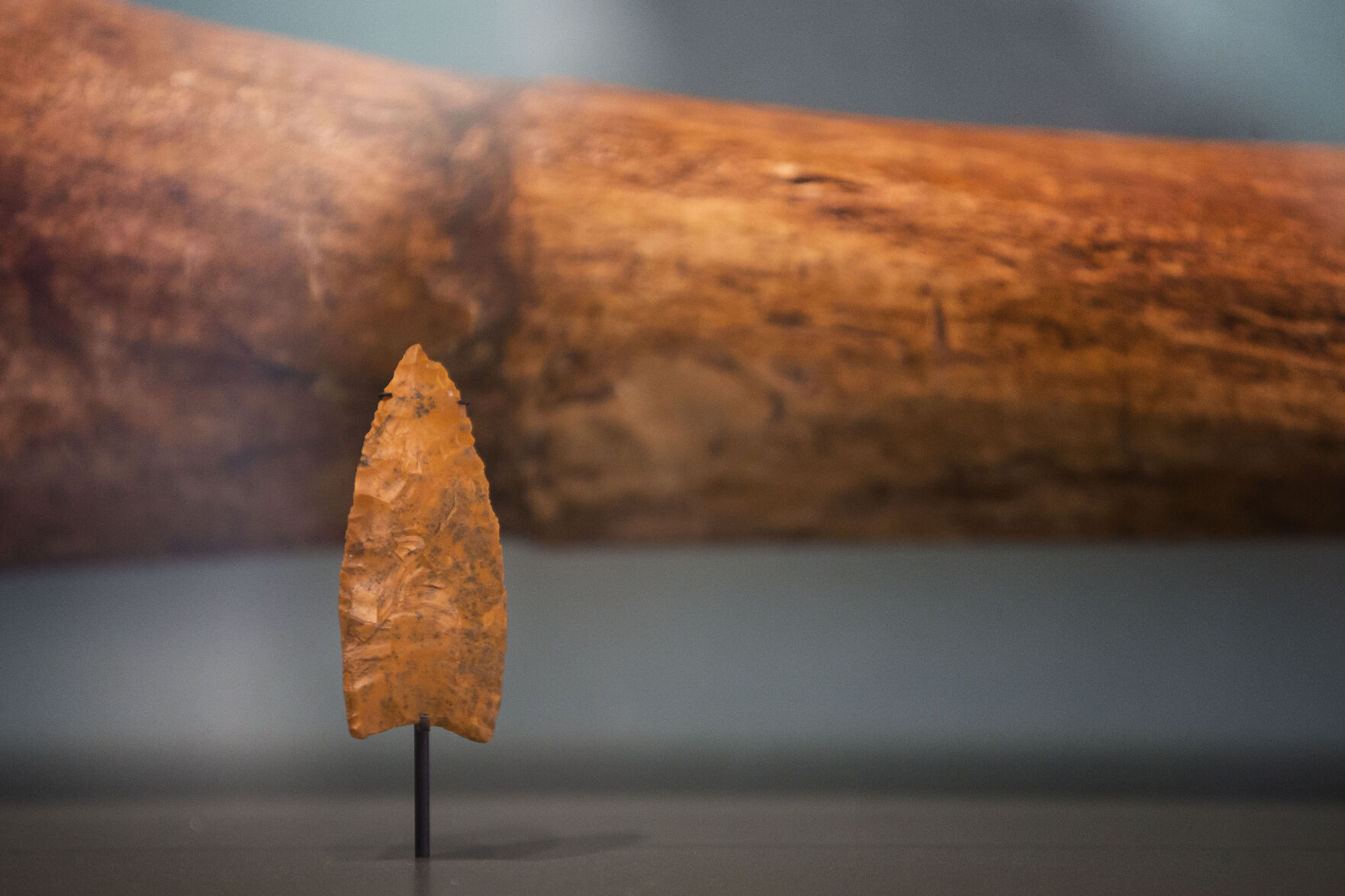 A spear point found among the remains of 14 mammoths near Milliken is on display in the Denver Museum of Nature and Science. (Timothy Hurst)
