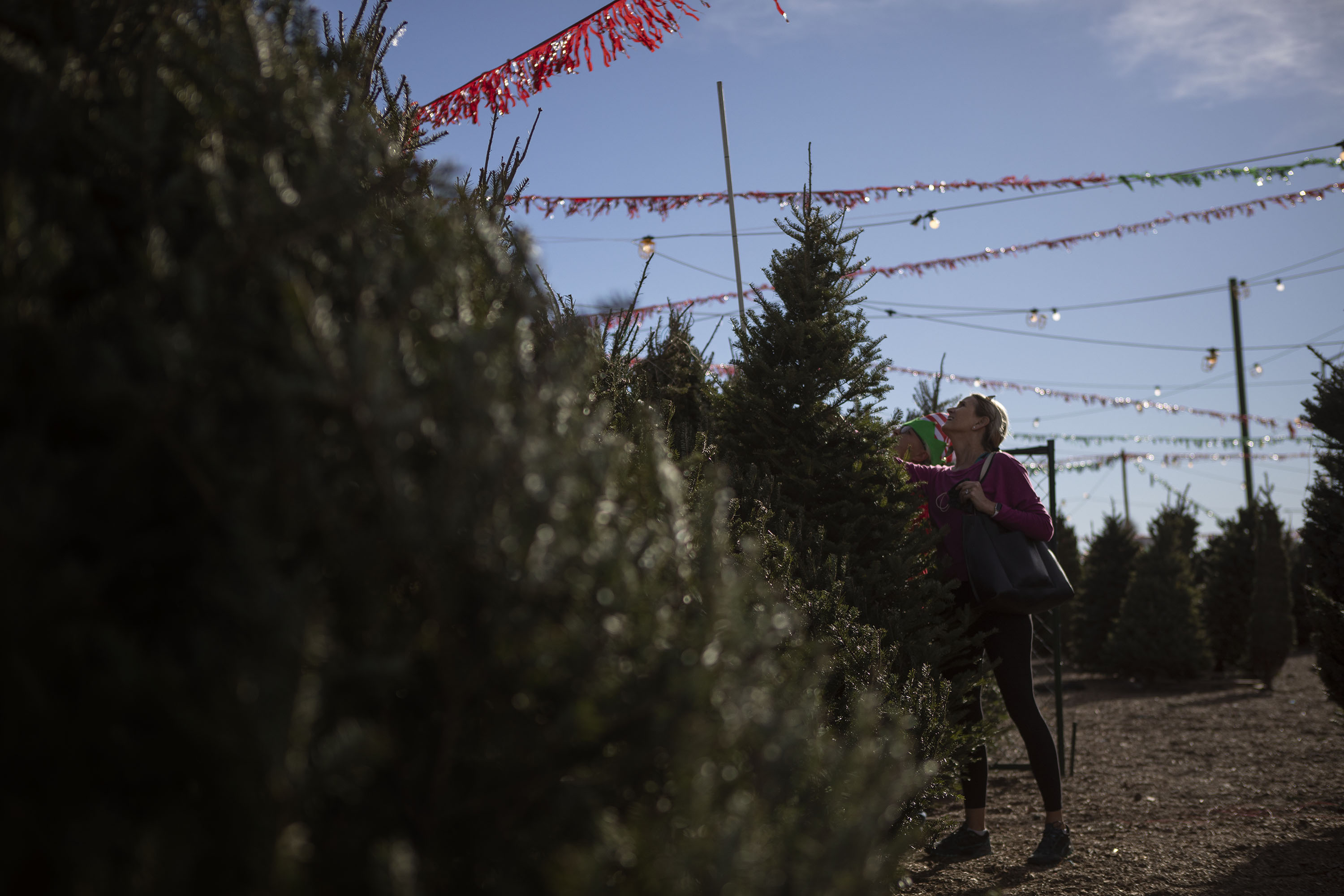Sibyl Kuelling inspects trees for sale on Tuesday, Nov. 30, 2021, at Nice Christmas Trees in Denver. She and her husband Chris are looking to exchange the tree they bought at he lo the previous day for a bigger one that will fill the space in the their home better. (TimHursttim.hurst@gazette.comhttps://secure.gravatar.com/avatar/aca82bd62b4ee425c598527cd6faa1b1?d=mm&r=g)