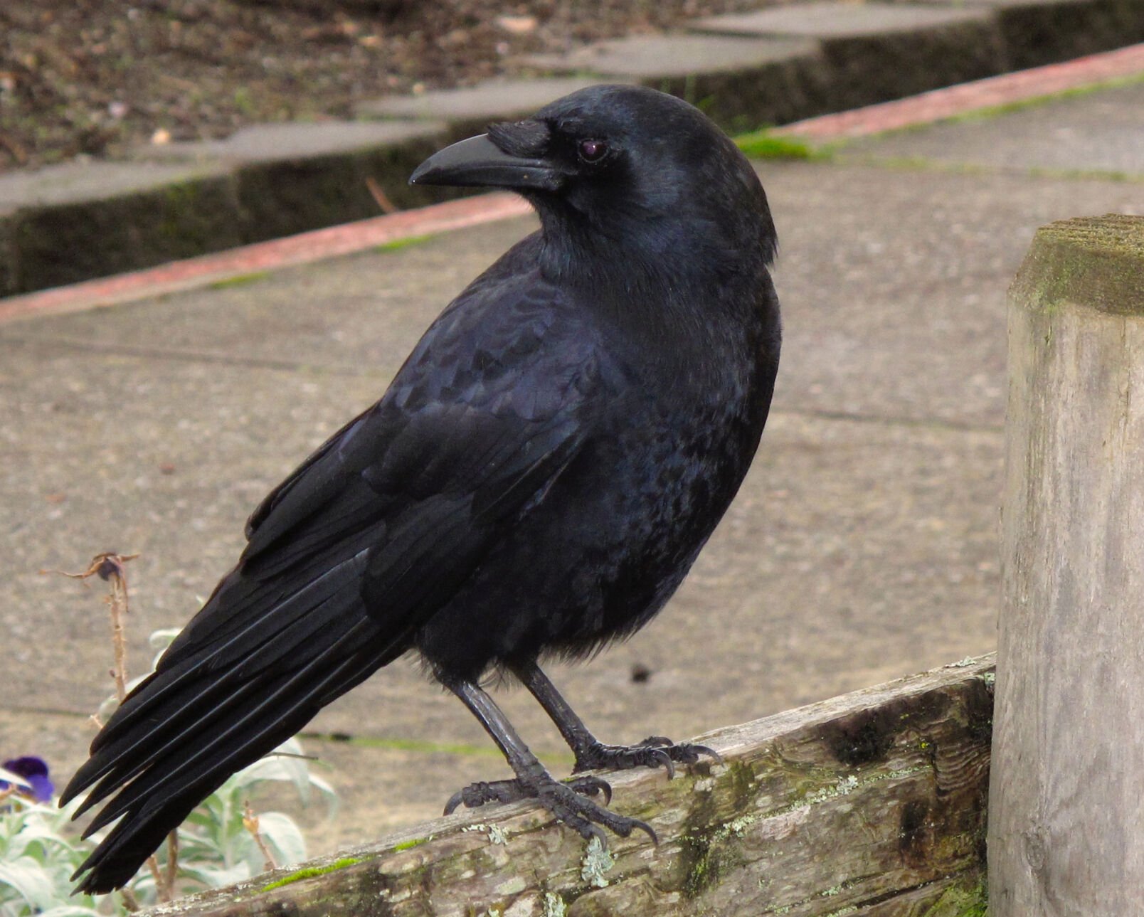 This Dec. 3, 2012 photo shows a crow arriving on a fence to join a number of others near a restaurant in Langley, Wash., responding in part to some smartphone playback. The prevalence of playback — playing recorded birdcalls on smartphones or other mobile devices — is increasing rapidly as their prices continue to fall. That concerns many birdwatchers who believe it can stress territorial birds, especially if overdone. (AP Photo/Dean Fosdick)Gardening-Birder Ethics (Dean Fosdick)