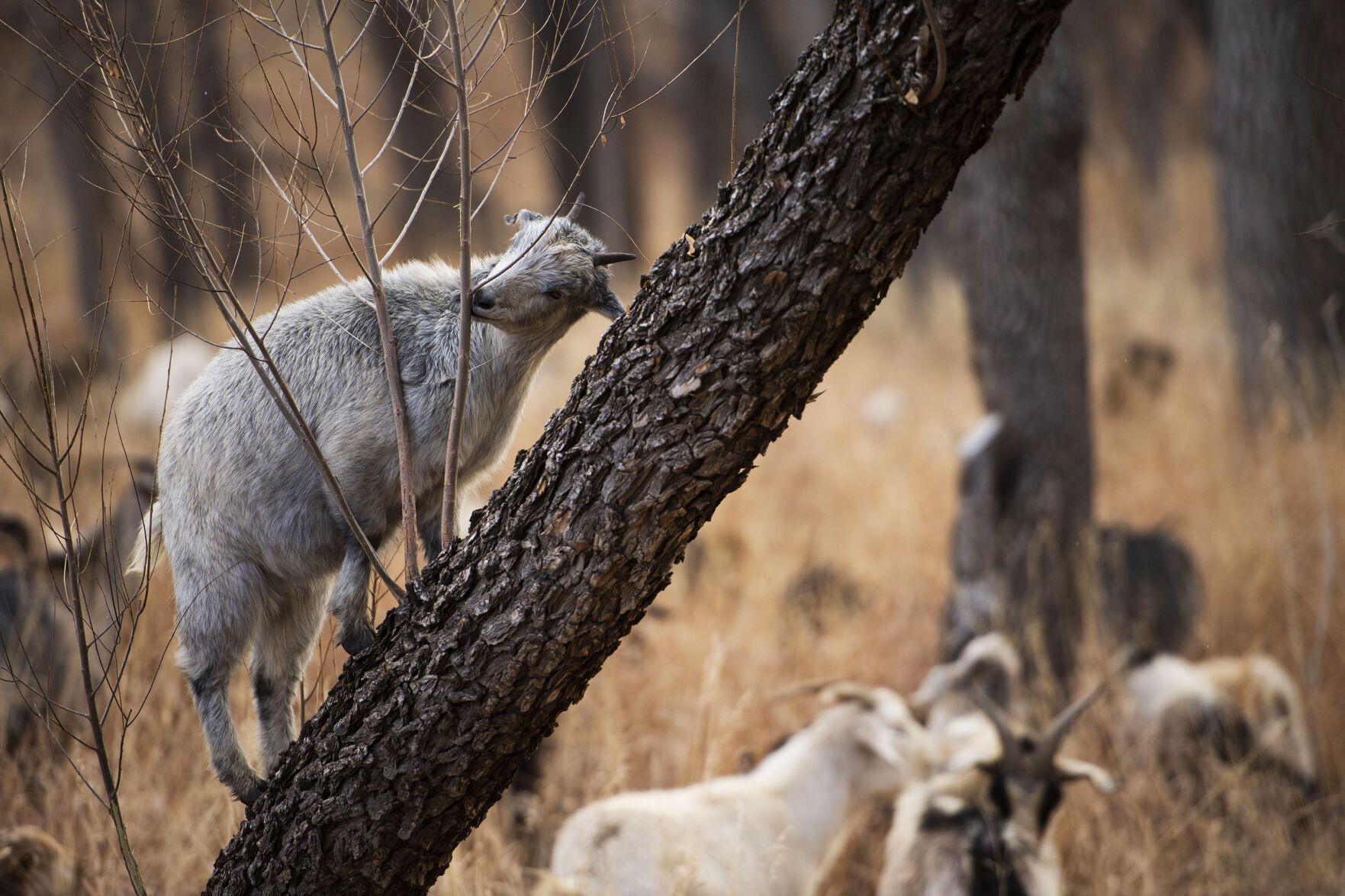 Cashmere goats climbs a tree to feed on vegetation at Bear Creek Regional Park in Colorado Springs on Wednesday, Dec. 14, 2021. The goats arrived Tuesday evening with herder Lani Malmberg of Goat Green LLC. Nearly 600 goats have come to feed on the weeds this year, providing a natural and more effective alternative to chemical herbicides. (Chancey Bush/ The Gazette) (Chancey Bush/ The Gazette)