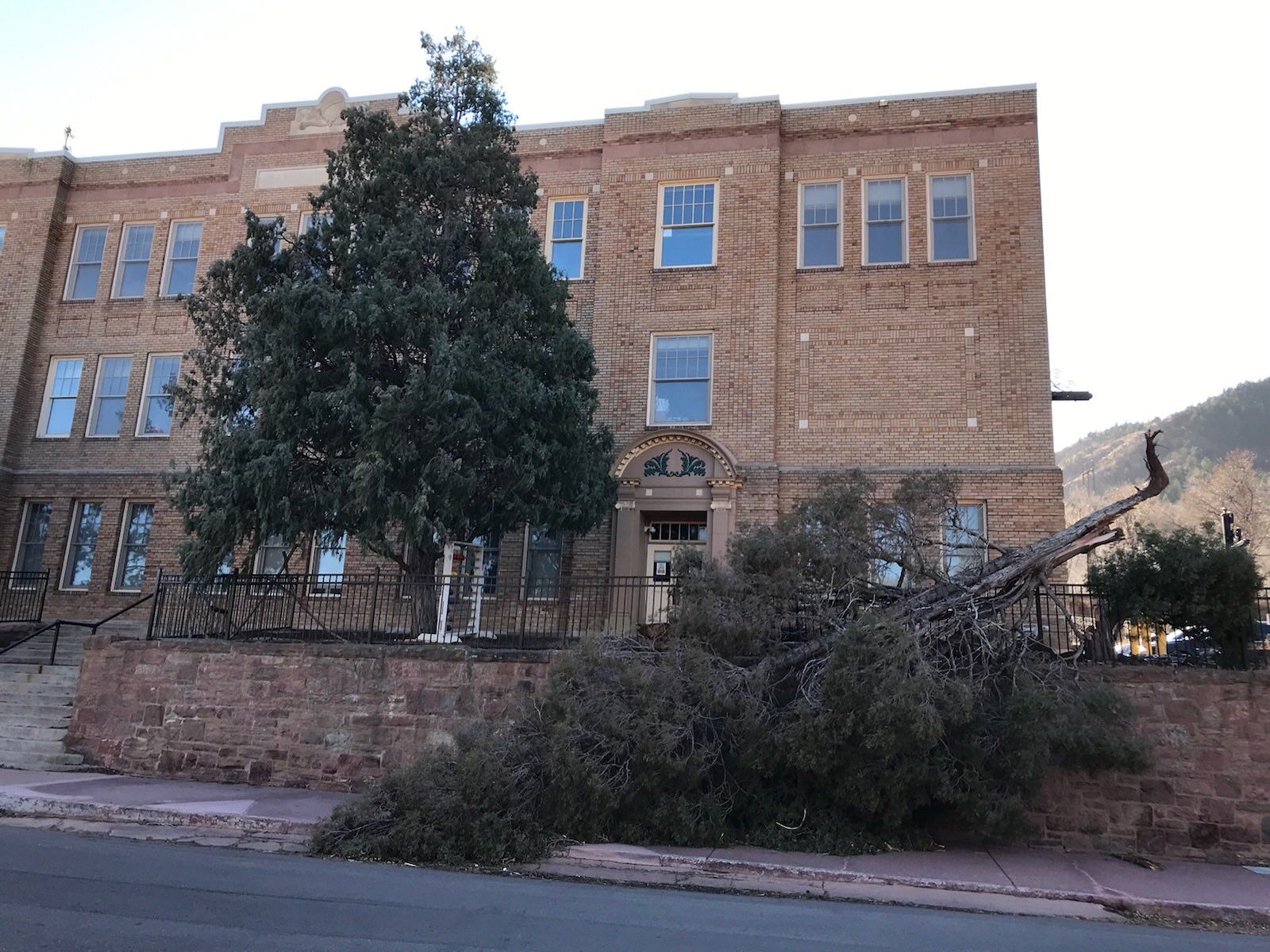 Wind toppled a big tree at Manitou Springs Elementary School on Wednesday, Dec. 15, 2021. (Seth Boster, The Gazette)