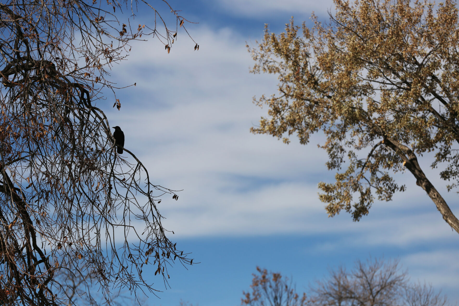 Crows are known for innovative feeding behaviors, including putting shelled nuts on roads at stop signs. A car will drive over the nut and crack it for the bird. (The Gazette File) (Forrest Czarnecki)