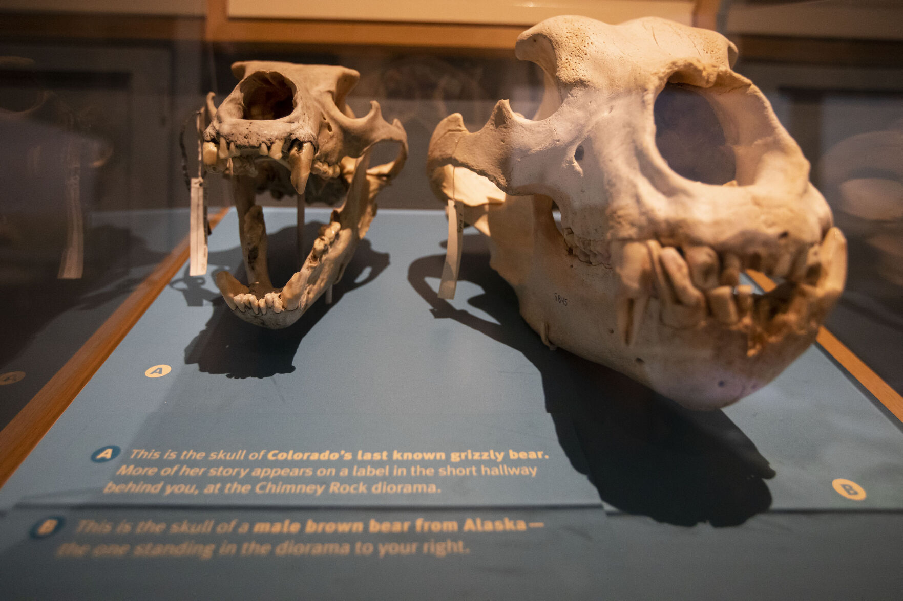 The skull of the last known grizzly bear in Colorado, killed in 1979, is seen to the left of an Alaskan brown bear skull oat the Denver Museum of Nature and Science. (Timothy Hurst)