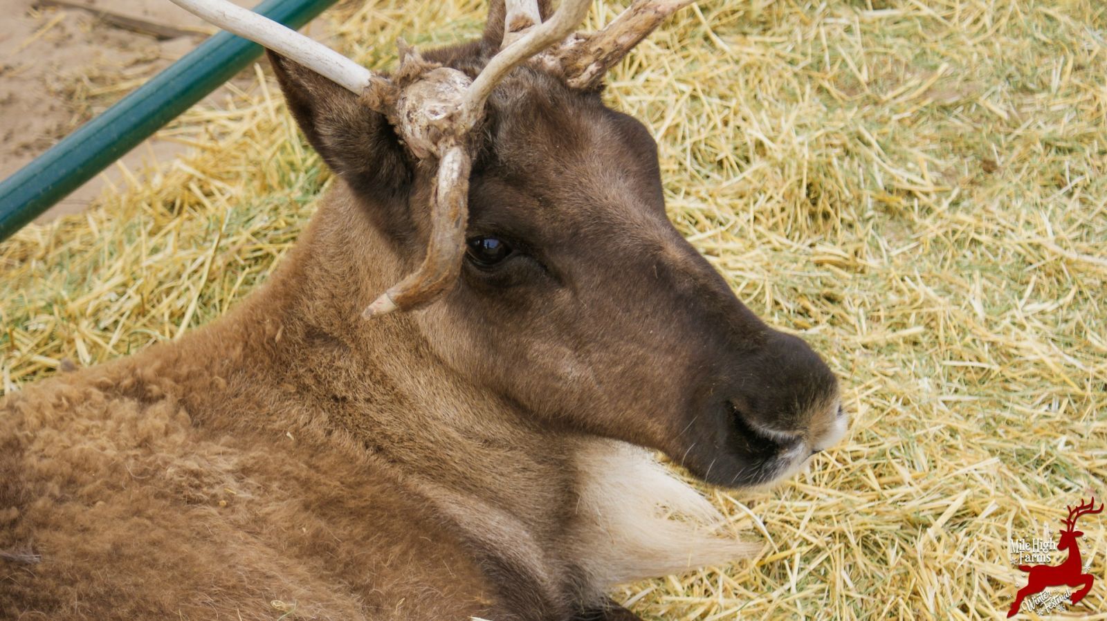 reindeer.jpg
