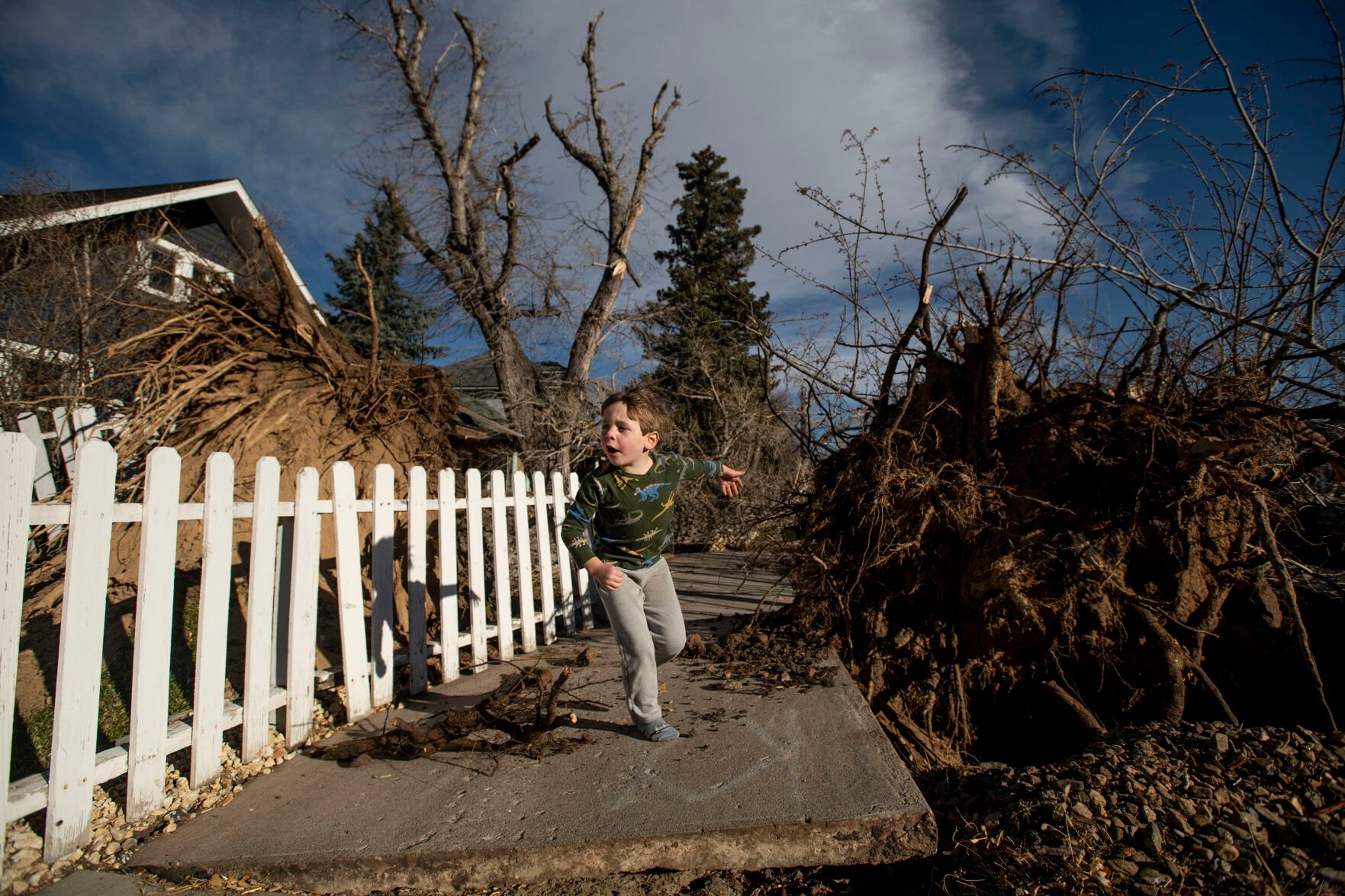 Eli Kasper ,5, checks out a large uprooted tree that blew over in front of his home on Boulder Street near Custer Avenue during a wind storm that swept through Colorado Springs on Wednesday, Dec. 15, 2021. (Chancey Bush/ The Gazette) (Chancey Bush/ The Gazette)