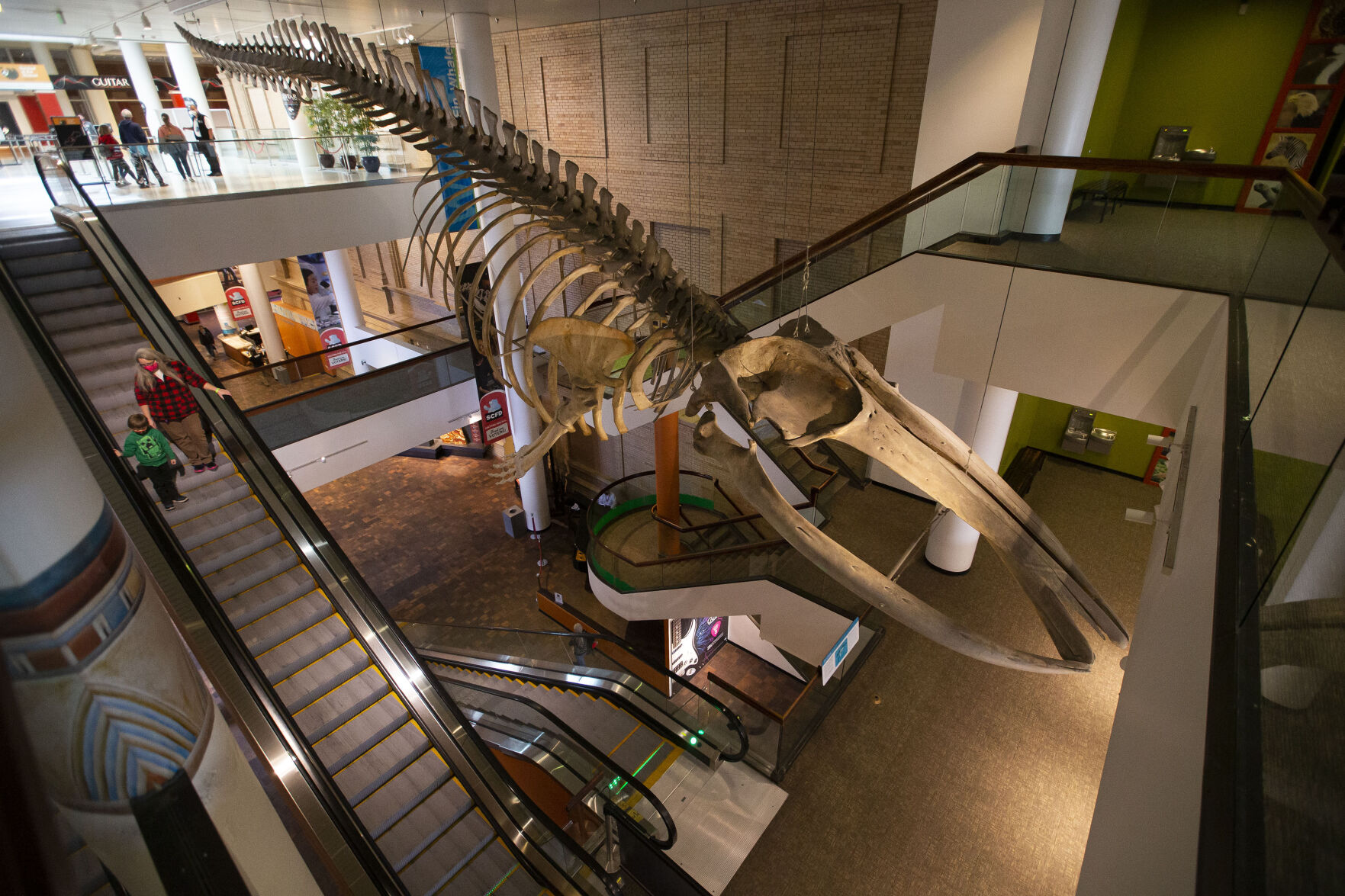 The skeleton of a fin whale hangs above the main hallway at the Denver Museum of Nature and Science. (photos by Timothy Hurst, the gazette)