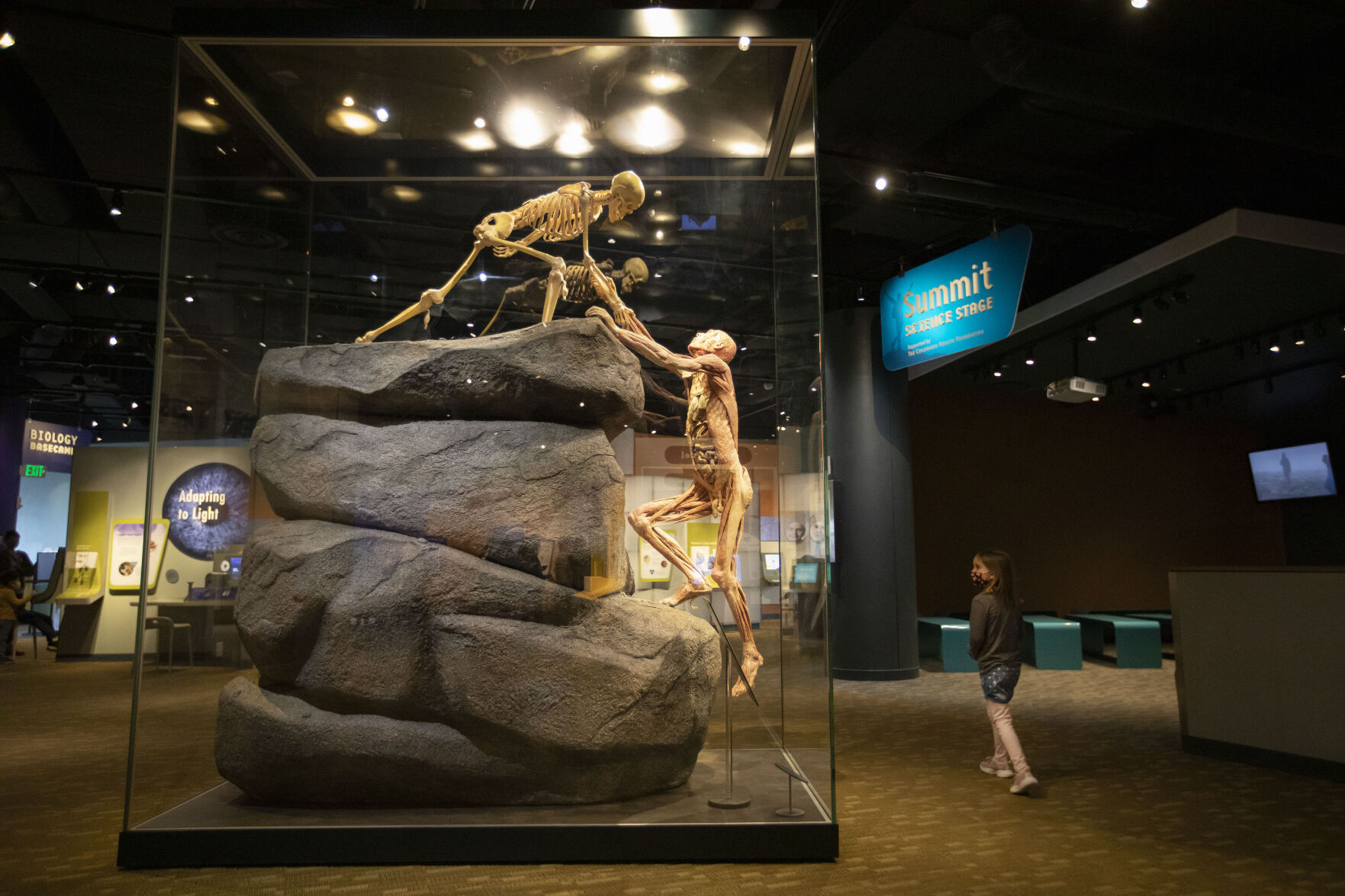 Vivian Makuh, 7, looks at “The Hikers” full-body plastinates exhibit in the Visit Expedition Health Hall at the Denver Museum of Nature and Science. (photos by Timothy Hurst, the gazette)