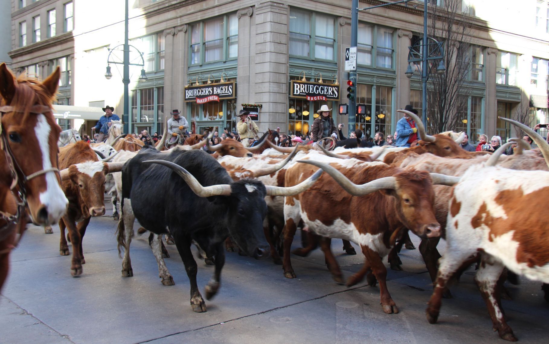 The National Western Stock Show is scheduled to return next month, with the traditional cattle drive/parade in downtown Denver. File: Charlie Searle/Special to The Gazette (Charlie Searle/Special to The Gazette)