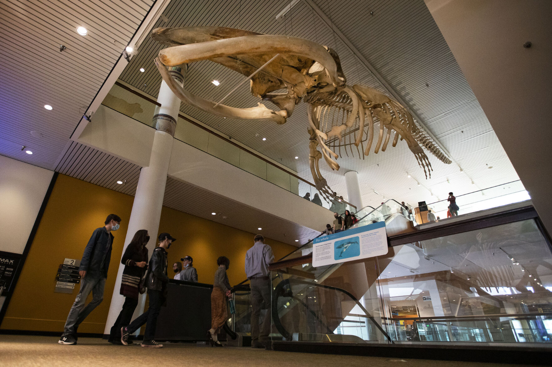 The skeleton of a fin whale hangs above the main hallway at the Denver Museum of Nature and Science on Monday, Dec. 13, 2021, in Denver, Colo. (Timothy Hurst/The Gazette) (Timothy Hurst)