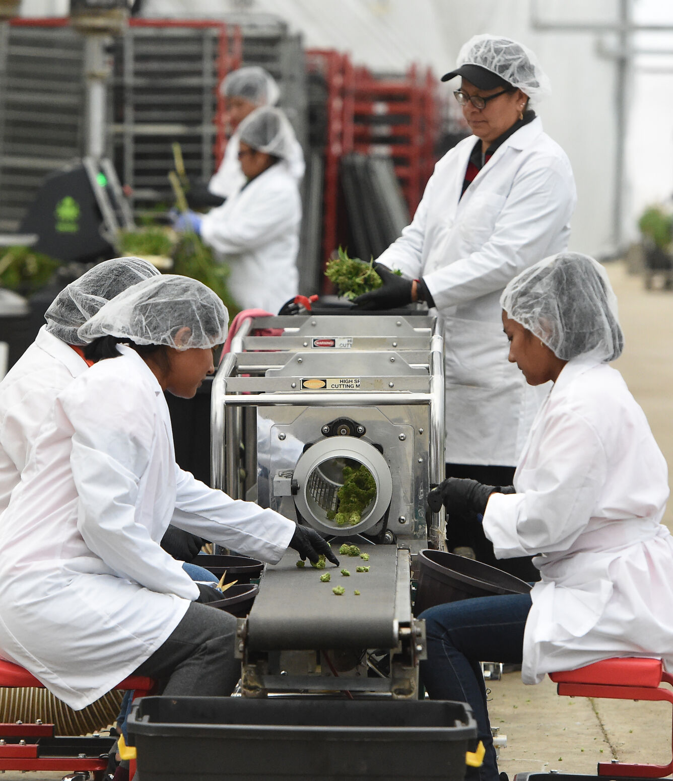 Larkspur greenhouse firm becoming big player in Colorado hemp industry