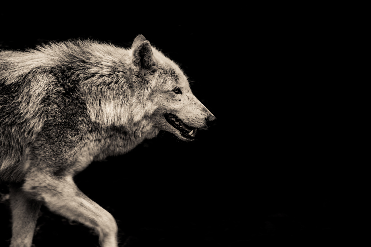 Colorado begins wolf reintroduction plans OK’d by voters