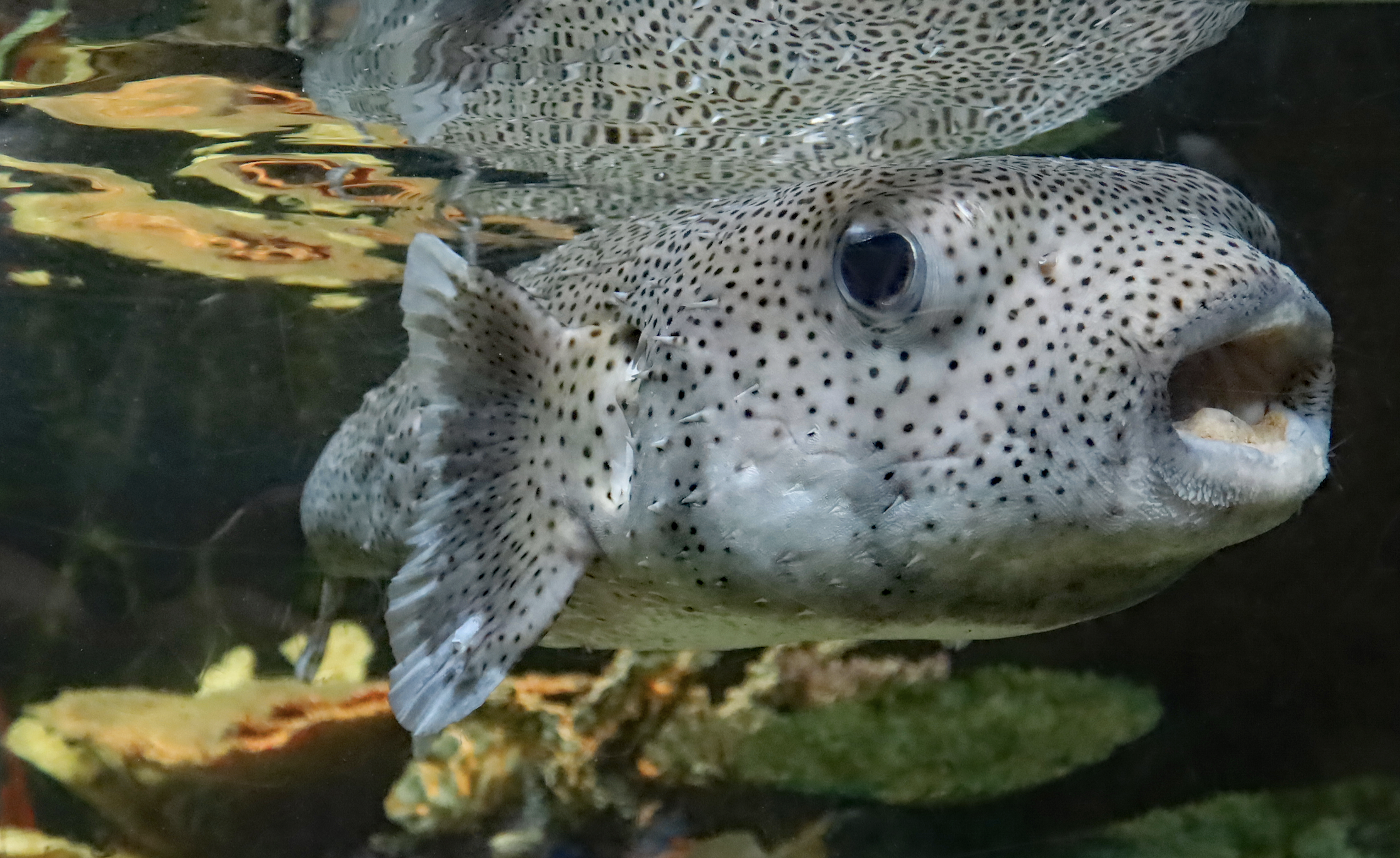 Denver Zoo’s beloved porcupinefish, Puffy, dies unexpectedly