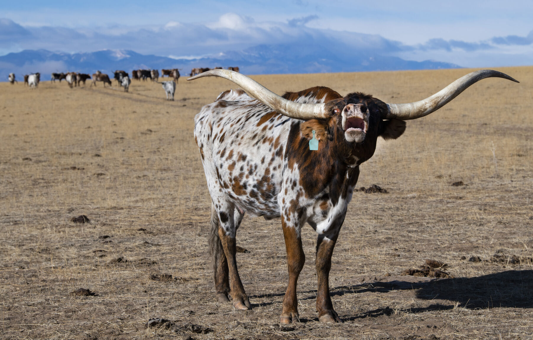 A longhorn speaks up this month while on the range of the Silverado Ranch east of Colorado Springs, Wednesday, Jan. 5, 2022.011622-life-longhorn-dg 4.JPG (Christian Murdock, The Gazette)
