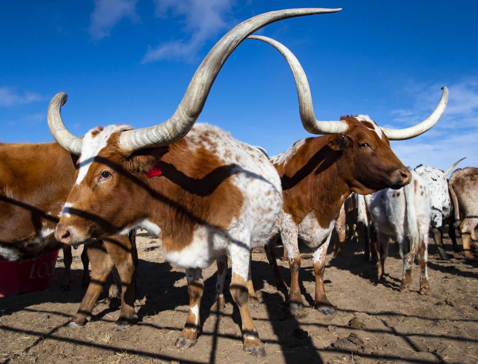 Longhorn cattle stand in a pen on the Silverado Ranch east of Colorado Springson Jan. 5. (Christian Murdock, The Gazette)