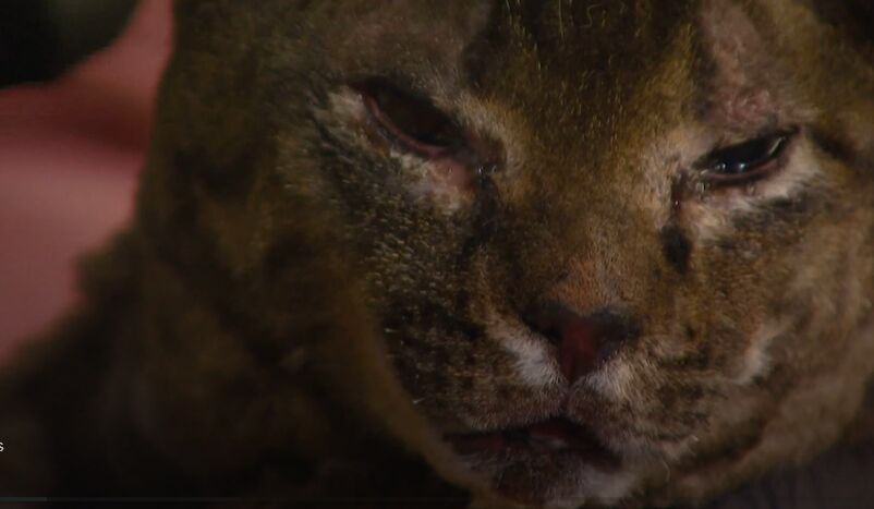 Cat burned in Marshall fire found, reunited with owner