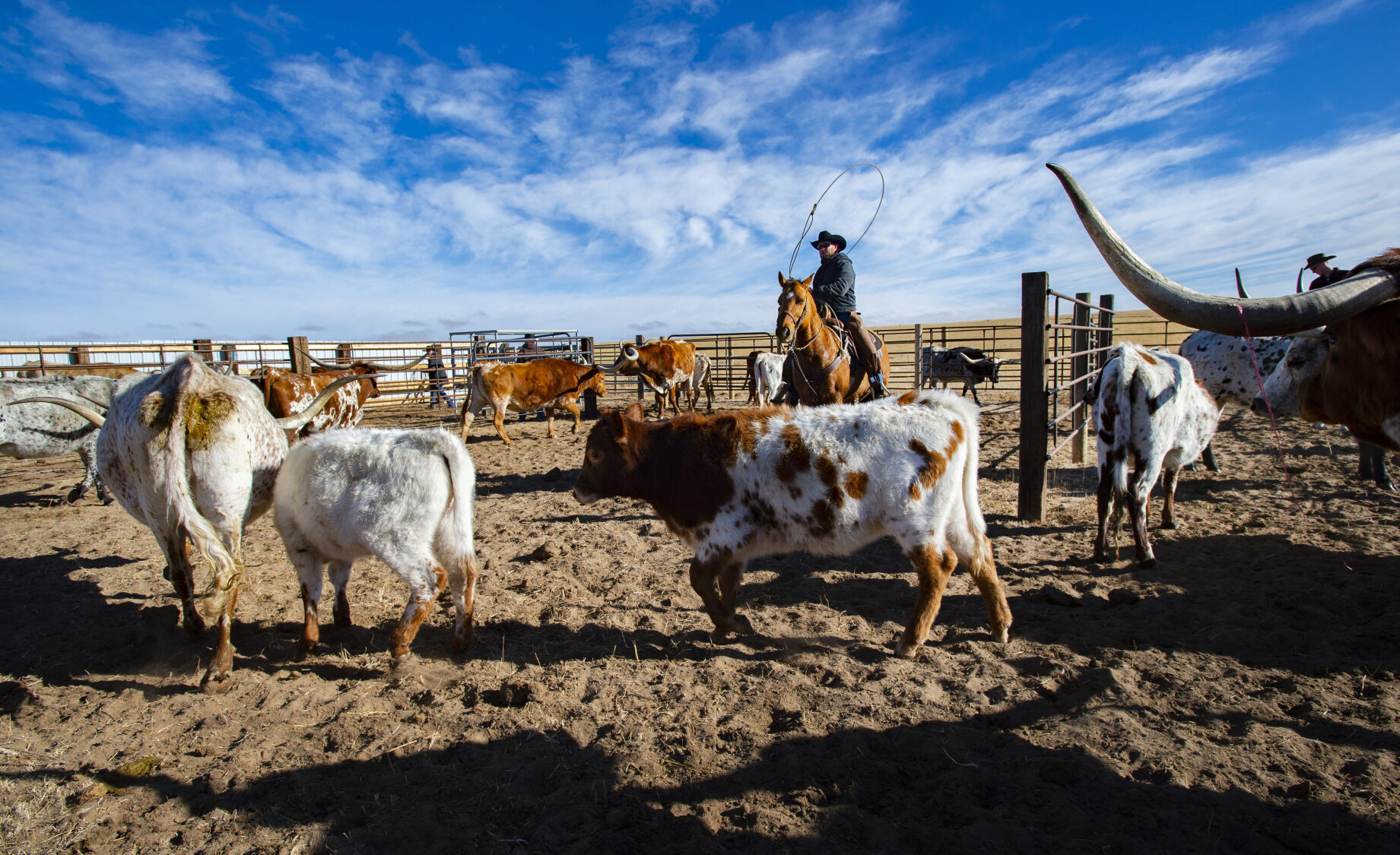 Cowboy’s dream led to longhorn cattle of Colorado fame