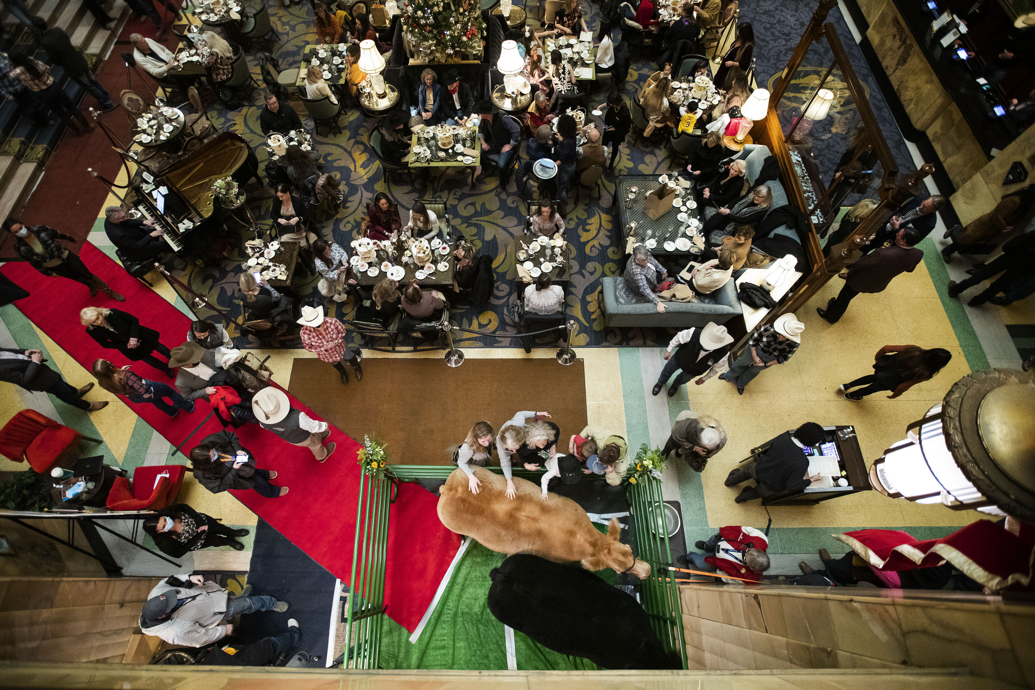 People lean over the fence to pet Rhylee Rodgers’ grand champion winning steer “Yellers” in the lobby of The Brown Palace on Friday, Jan. 21, 2022, in Denver, Colo. (Timothy Hurst/The Gazette) (Timothy Hurst)