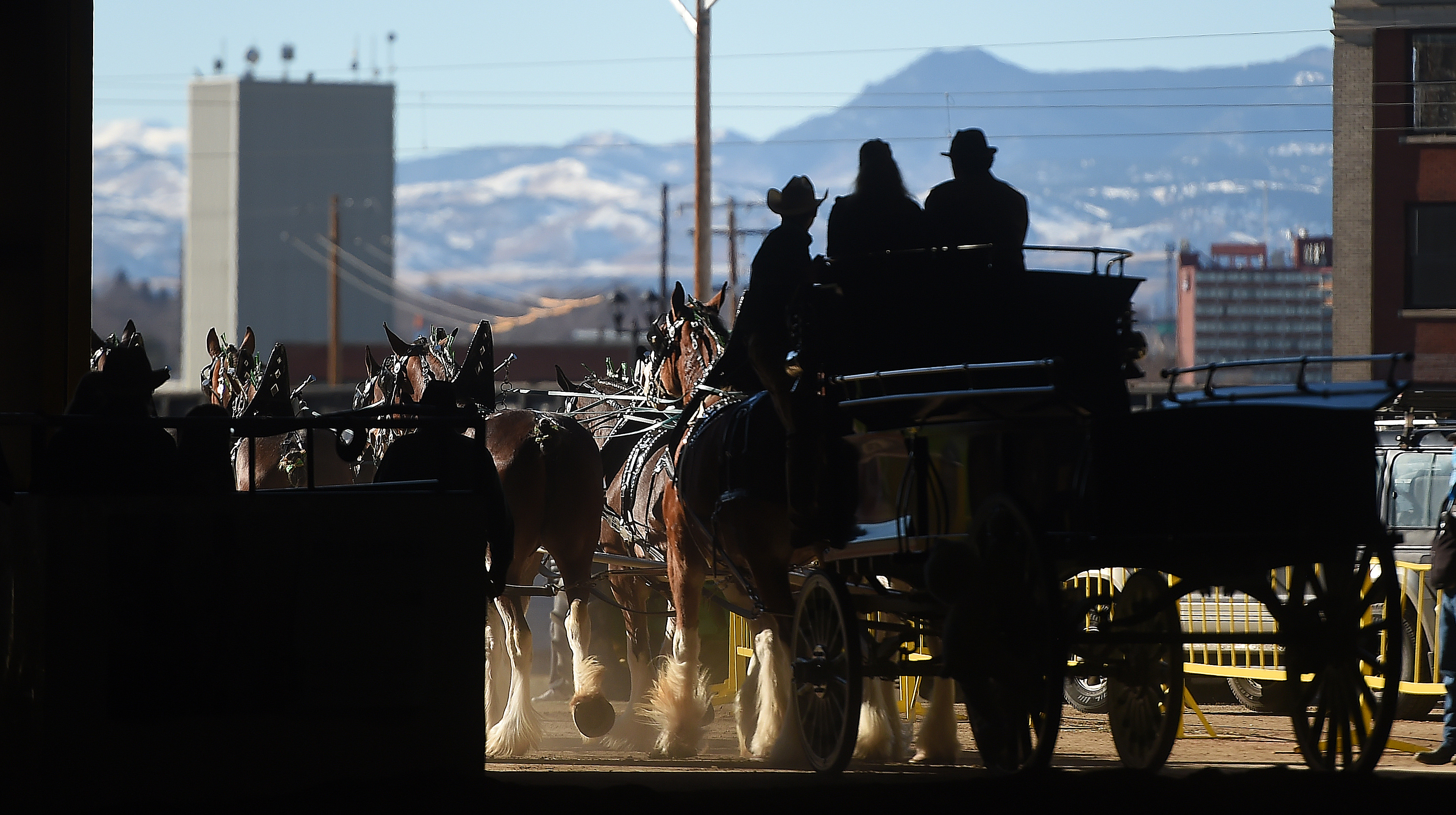 Sunday was the last, but not the least day of the National Western Stock Show in Denver. The Draft horse show made for a grand finale. (Photo by Jerilee Bennett, The Gazette) (Jerilee Bennett)
