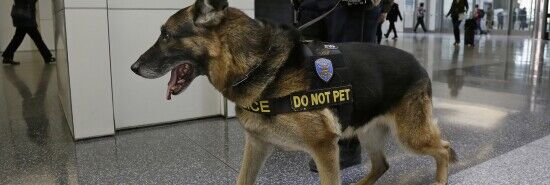 Police fatally shoot naked man who stabbed police dog to death: ‘He’s got a machete!’