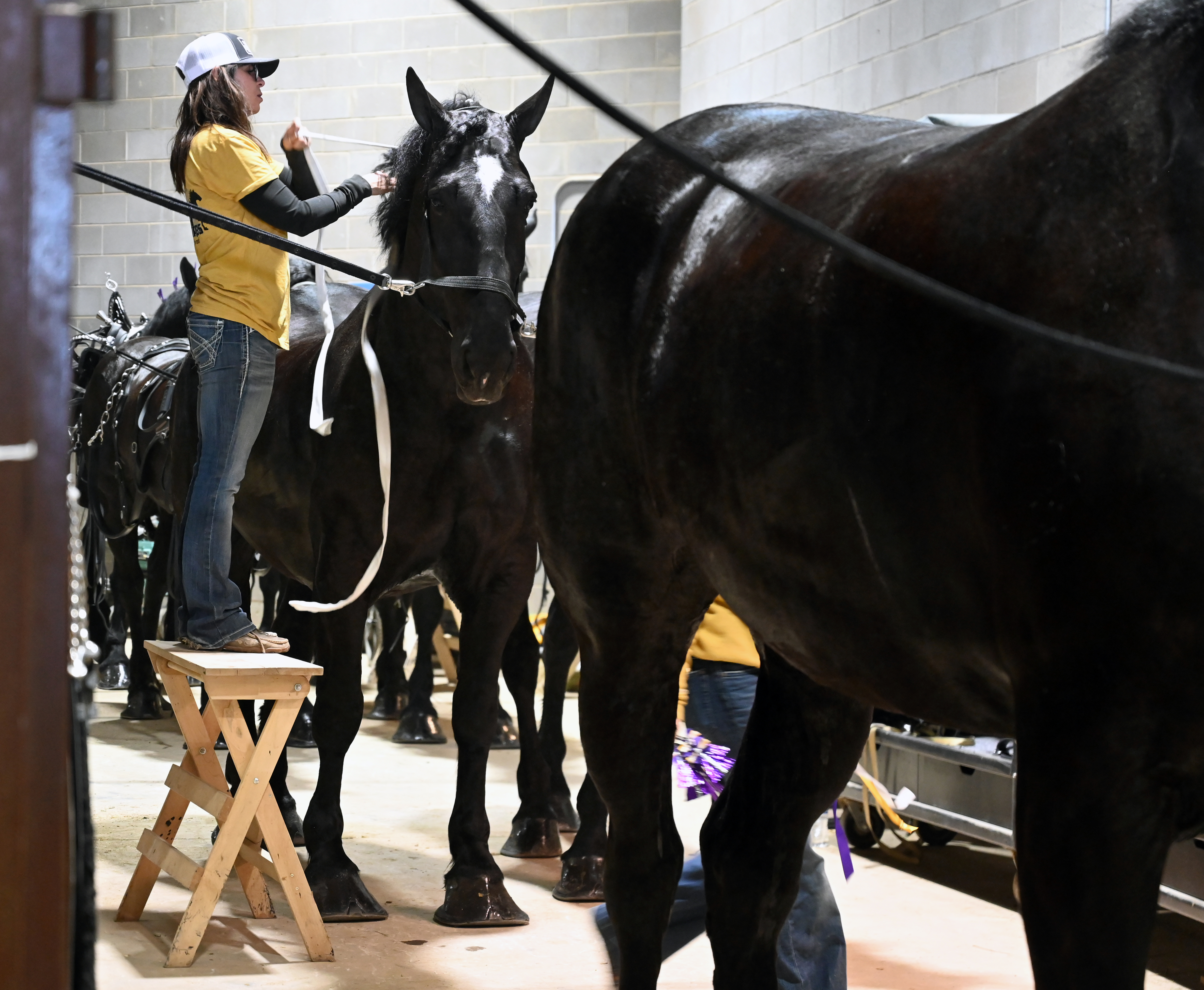 Stacy Clark has to use a step ladder to take all the harnesses and other equipment off of one of her enormous draft horses on Sunday, Jan. 23, 2022. Sunday was the last, but not the least day of the National Western Stock Show in Denver. The draft horse show made for a majestic grand finale. Clark owns the horse team that represents the Clark Family Orchards in Palisade. (Photo by Jerilee Bennett, The Gazette) (Jerilee Bennett)