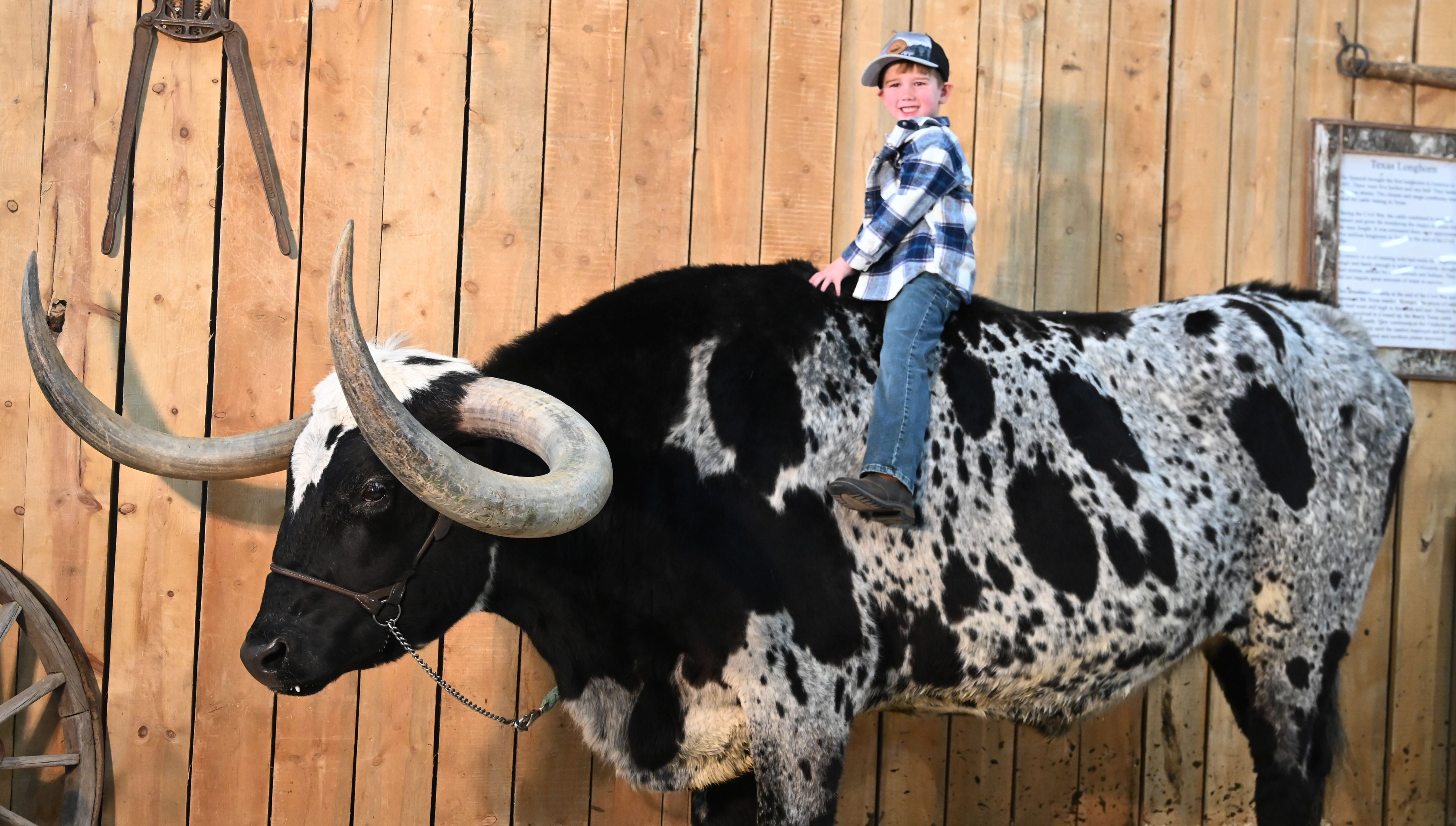 Sunday was the last day of the last day of the National Western Stock Show. (Photo by Jerilee Bennett, The Gazette) (Jerilee Bennett)