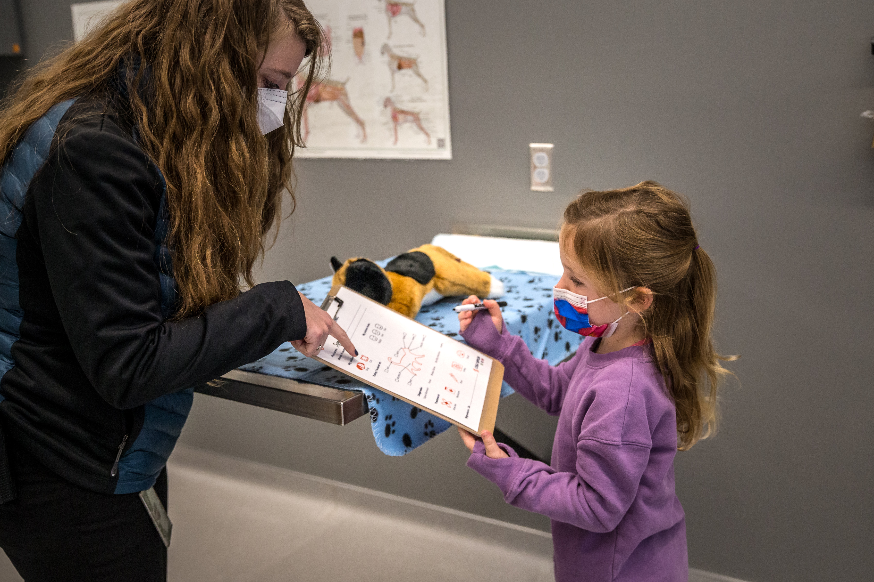 Five-year-old Wynn Davis practices her veterinary skills on a toy cat at the Vida Building on the Colorado State University Spur campus on Friday, Jan. 7, 2022, in Denver, Colo. The building houses a fee-assisted Dumb Friends League vet clinic and Temple Grandin Equine Center with glass walls so visitors can see all. (Liz Copan / special to The Denver Gazette) (Liz Copan)