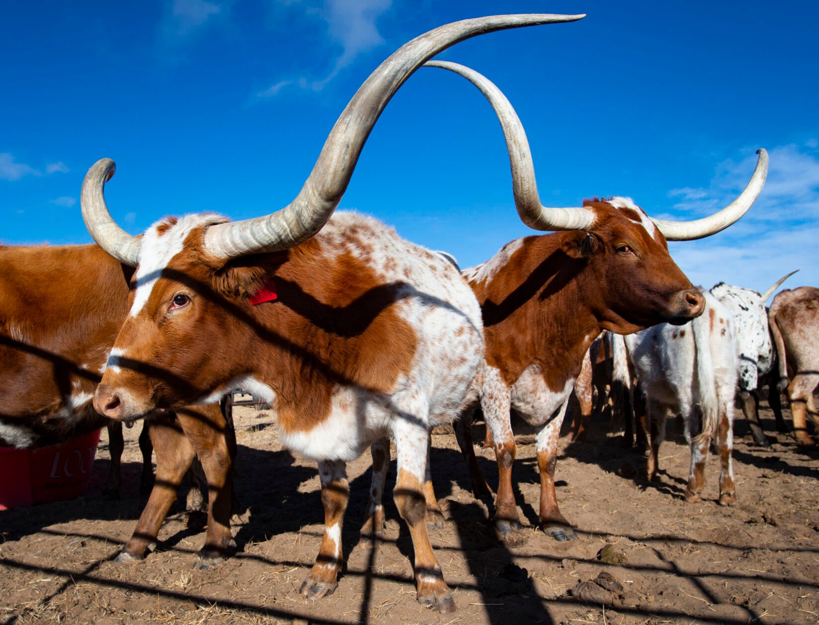 Longhorn cattle stand in a pen on the Silverado Ranch east of Colorado Springson Jan. 5. (Christian Murdock, The Gazette)