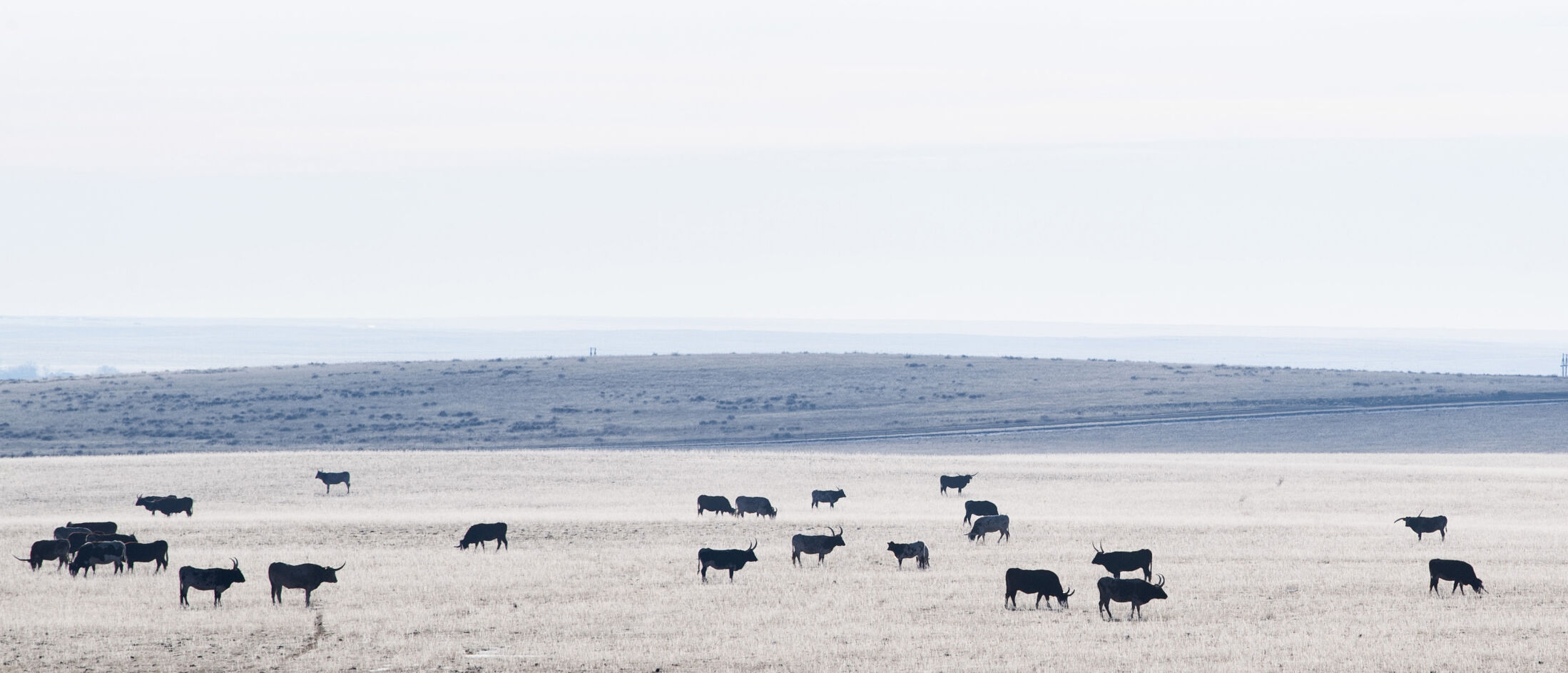 Longhorn cattle graze on a frosty morning at the Silverado Ranch east of Colorado Springs, Wednesday, Jan. 5, 2022. (Christian Murdock, The Gazette)