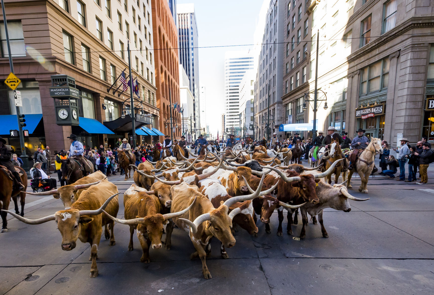 National Western Stock Show parade canceled
