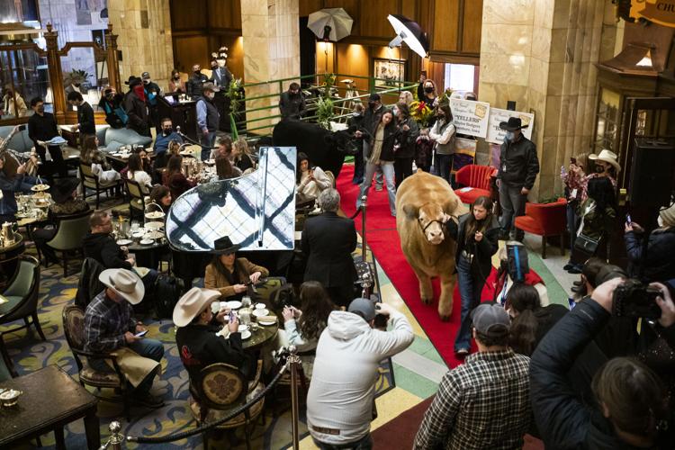 012222-news-SteersAtBrownPalace01.JPG