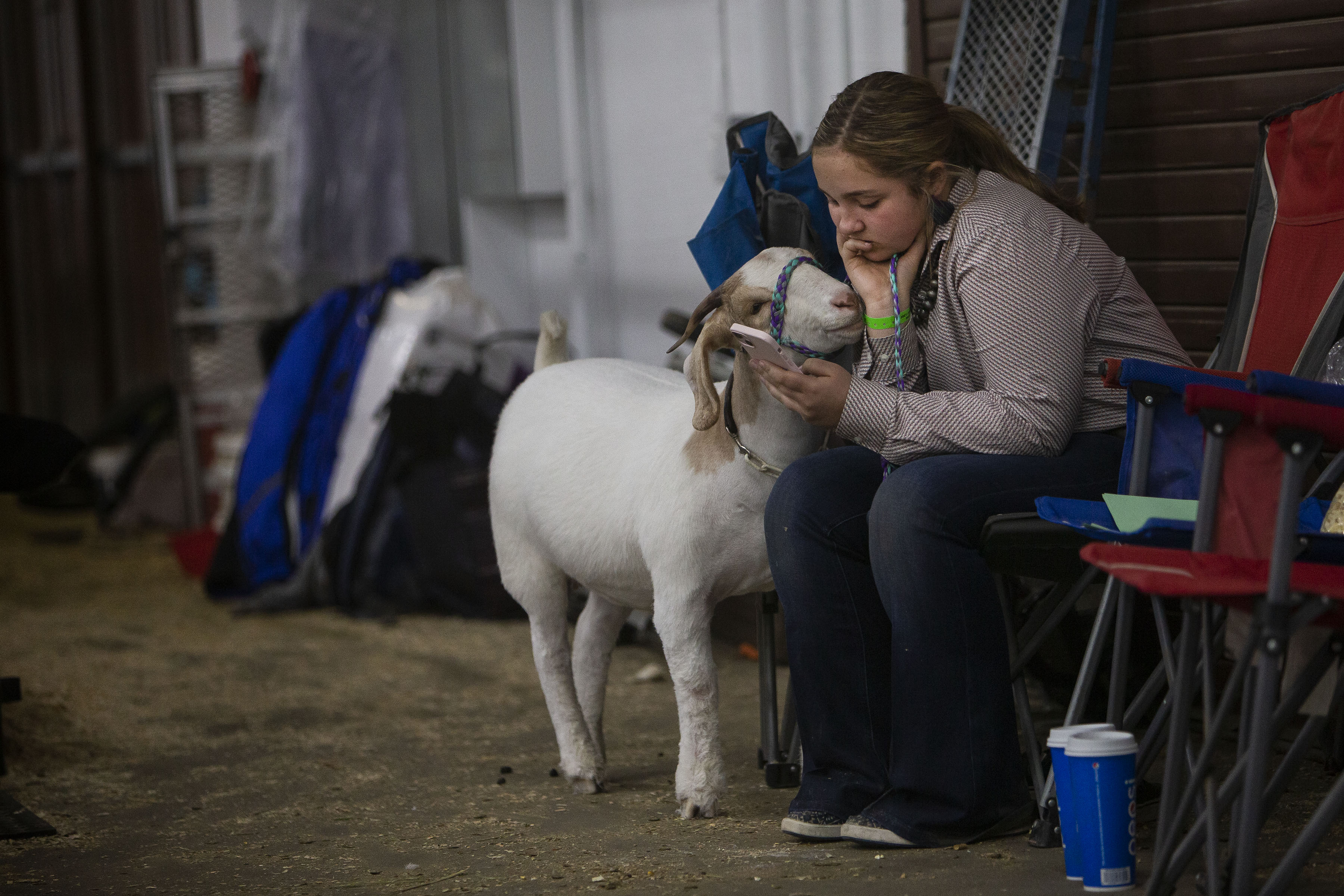 Kiera Rogers, 14, browses on her phone while her Boer goat looks on before a showing during a free grounds admission day at the National Western Stock Show on Tuesday, Jan. 11, 2022, in Denver, Colo. (Timothy Hurst/The Gazette) (Timothy Hurst)