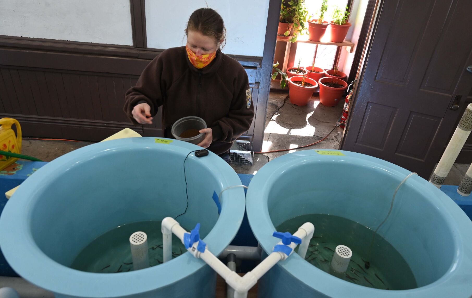 Working in a cutthroat environmentBiologist Paige Moran feeds some of the very young greenback cutthroat trout in an indoor tank at the Leadville Fish Hatchery earlier this month. For 130 years, the Leadville Fish Hatchery has been raising fish and stocking lakes and ponds. An estimated 250,000 trout are raised in the fishery each year and distributed to lakes and streams across Colorado. For more, see our story in Life, page C1. (Jerilee Bennett, the gazette)
