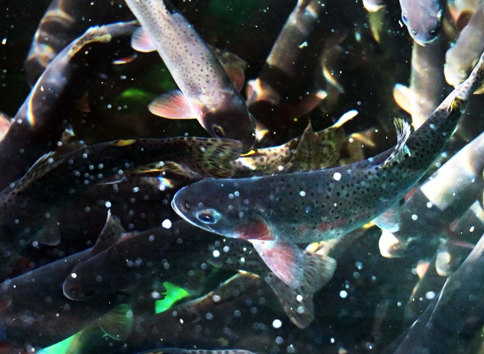 Greenback cutthroat trout are very endangered and are the main priority at the Leadville National Fish Hatchery. “It just feels exciting to be creating new hope for the future of an endangered species,” biologist Paige Moran said. (Jerilee Bennett)