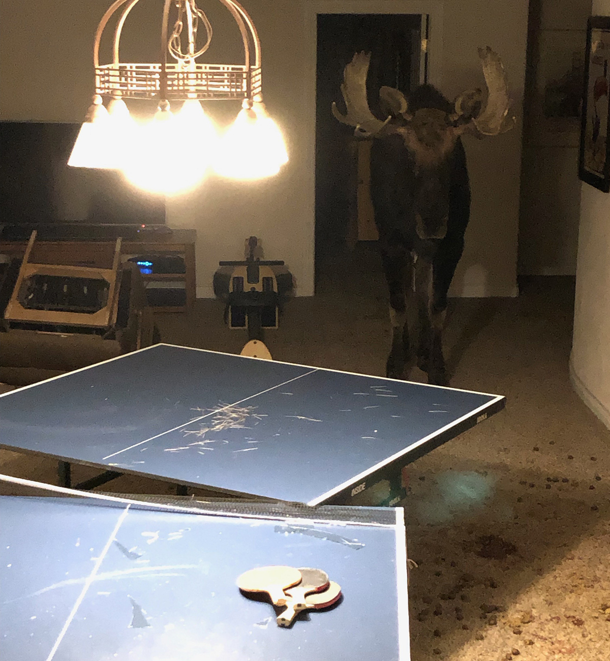 Moose rescued after being trapped in Breckenridge basement