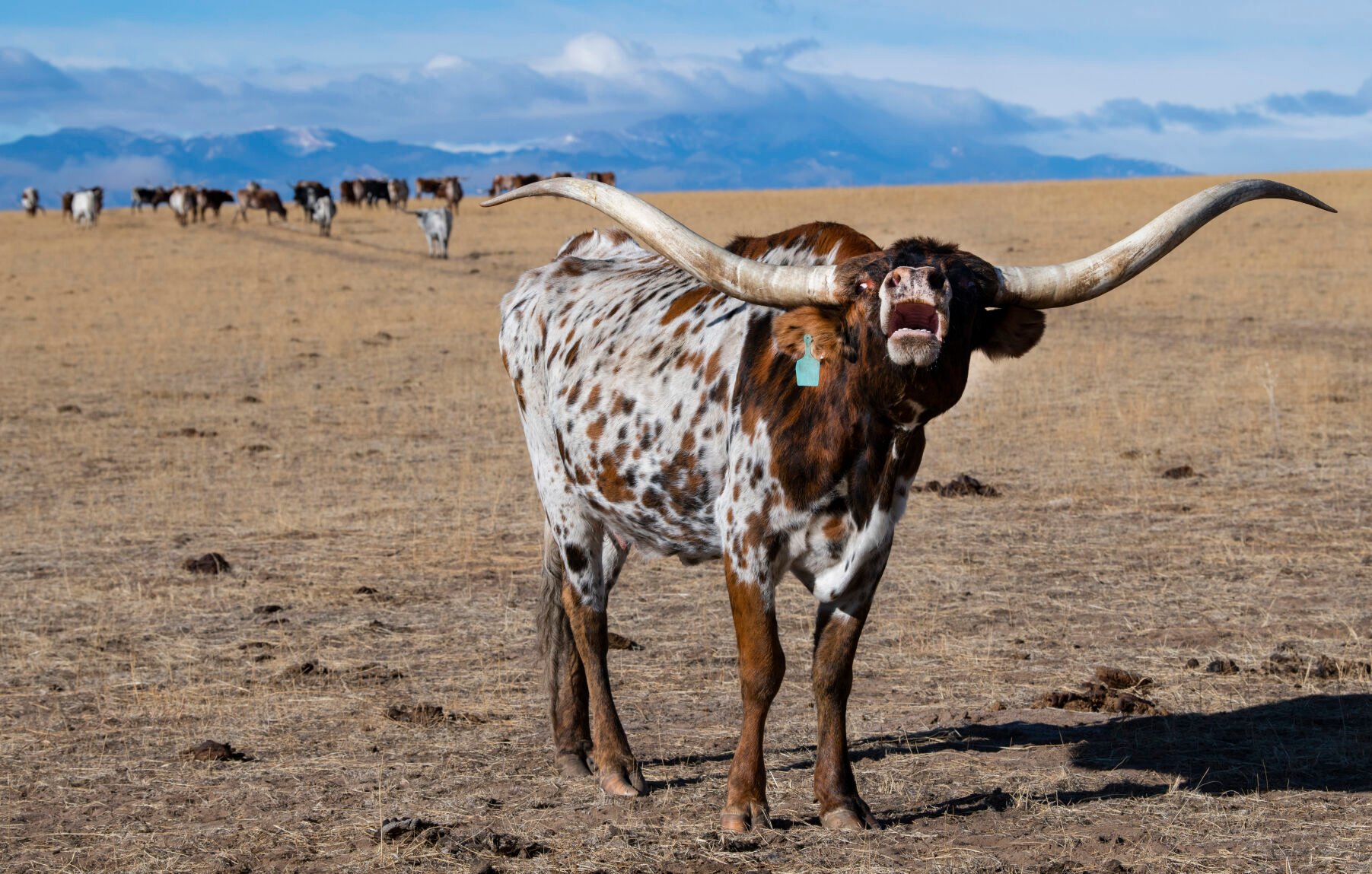 A longhorn speaks up this month while on the range of the Silverado Ranch east of Colorado Springs, Wednesday, Jan. 5, 2022.011622-life-longhorn-dg 4.JPG (Christian Murdock, The Gazette)