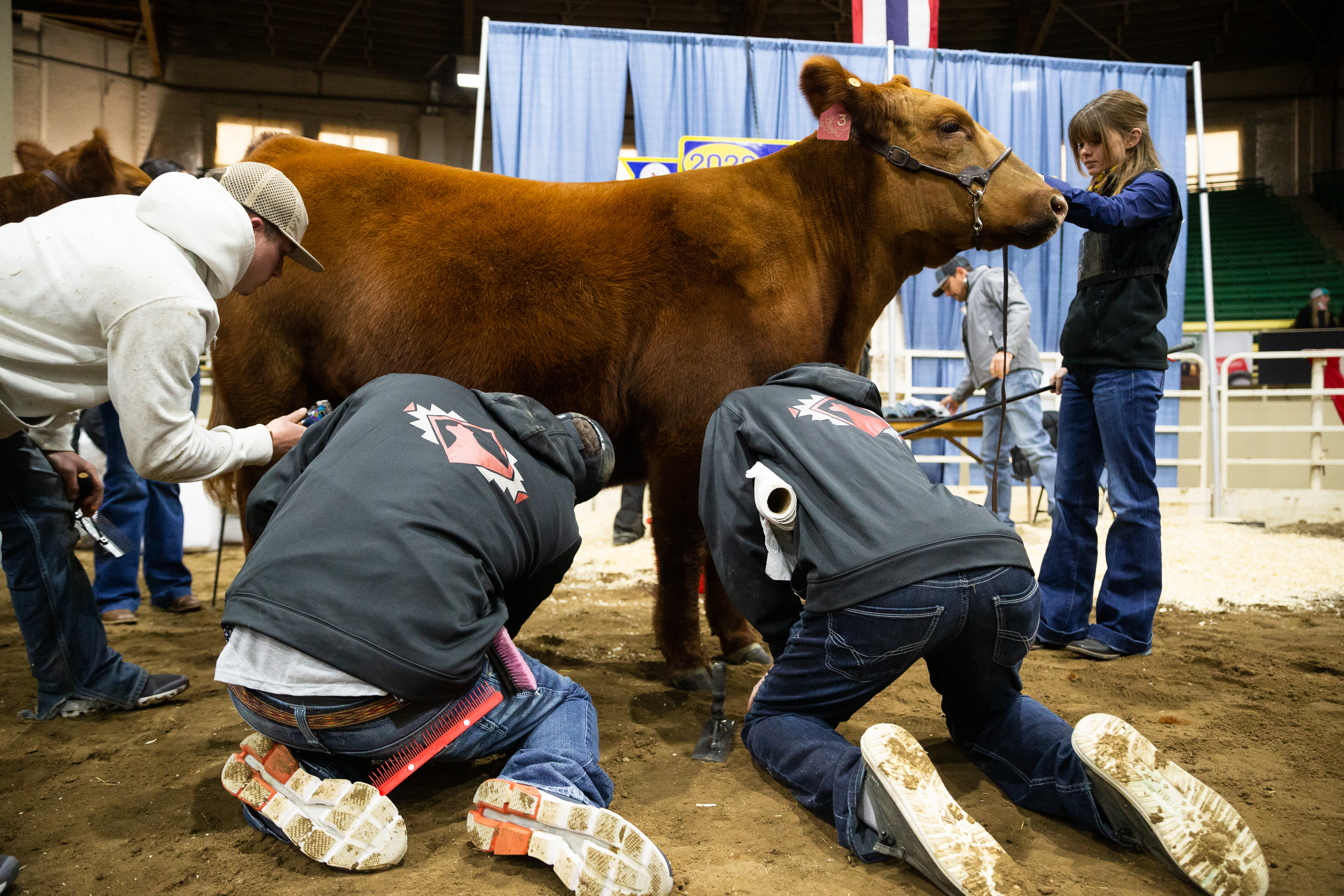 Mia the cow is brushed and pampered before her competition appearance at the National Western Stock Show on Saturday, Jan. 8, 2022, in Denver, Colo. (Liz Copan / special to The Denver Gazette) (Liz Copan)