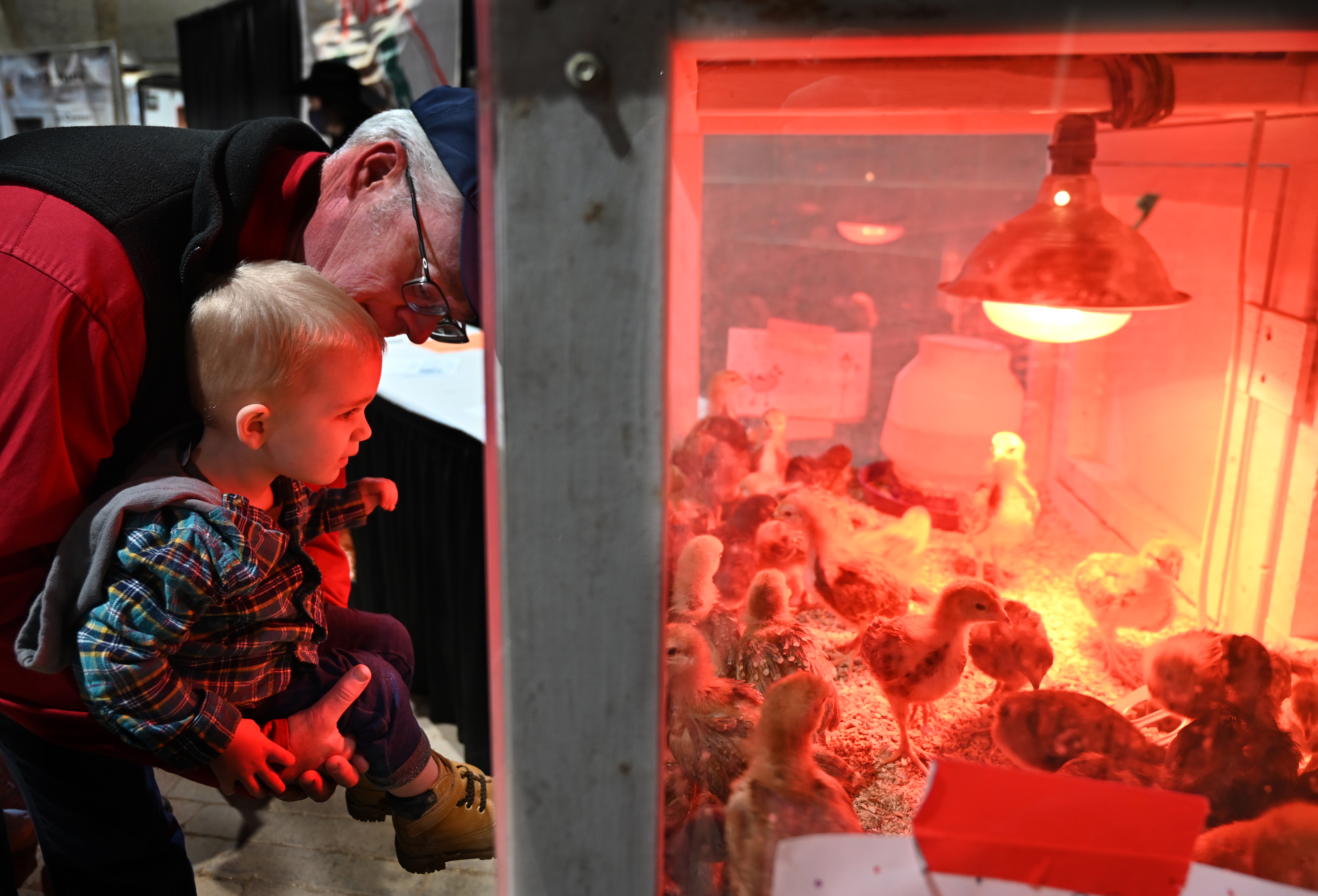 Charlie Klages watches some of the baby chicks while being held by his grandfather, Phil Chenowith, on the last day of the National Western Stock Show on Sunday, Jan. 23, 2022. (Photo by Jerilee Bennett, The Gazette)