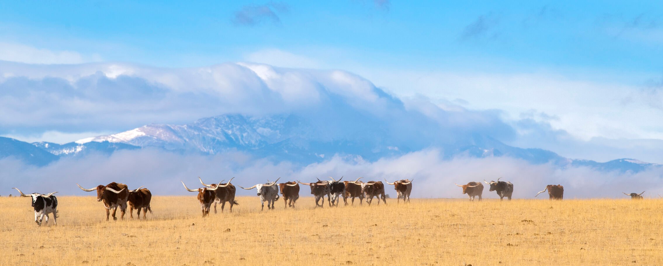 Longhorn cattle run across the land of the Silverado Ranch east of Colorado Springs, Wednesday, Jan. 5, 2022. (Christian Murdock, The Gazette)