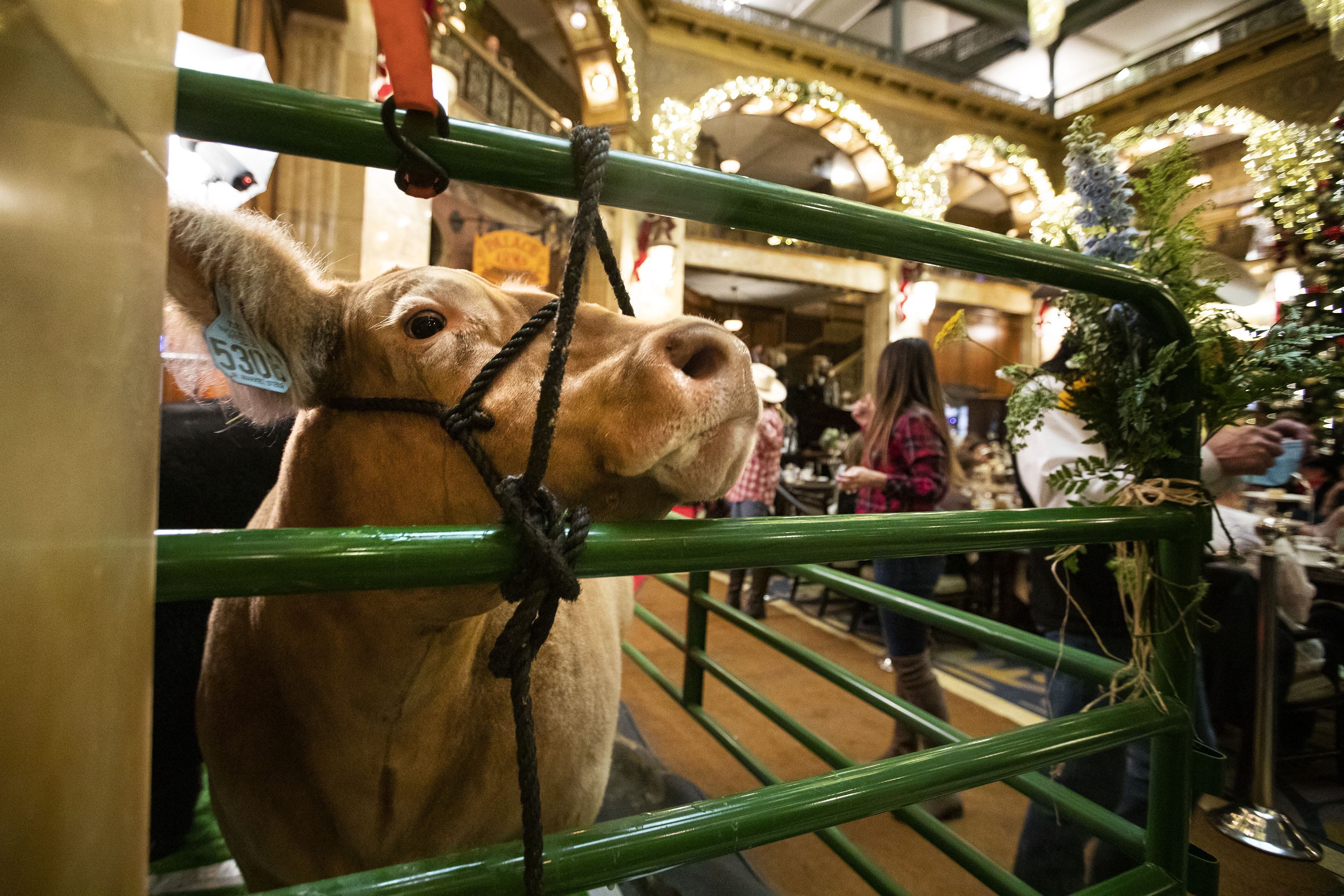 Rhylee Rodgers’ grans championship winning steer “Yellers” looks out into the lobby of The Brown Palace on Friday, Jan. 21, 2022, in Denver, Colo. (Timothy Hurst/The Gazette) (Timothy Hurst)
