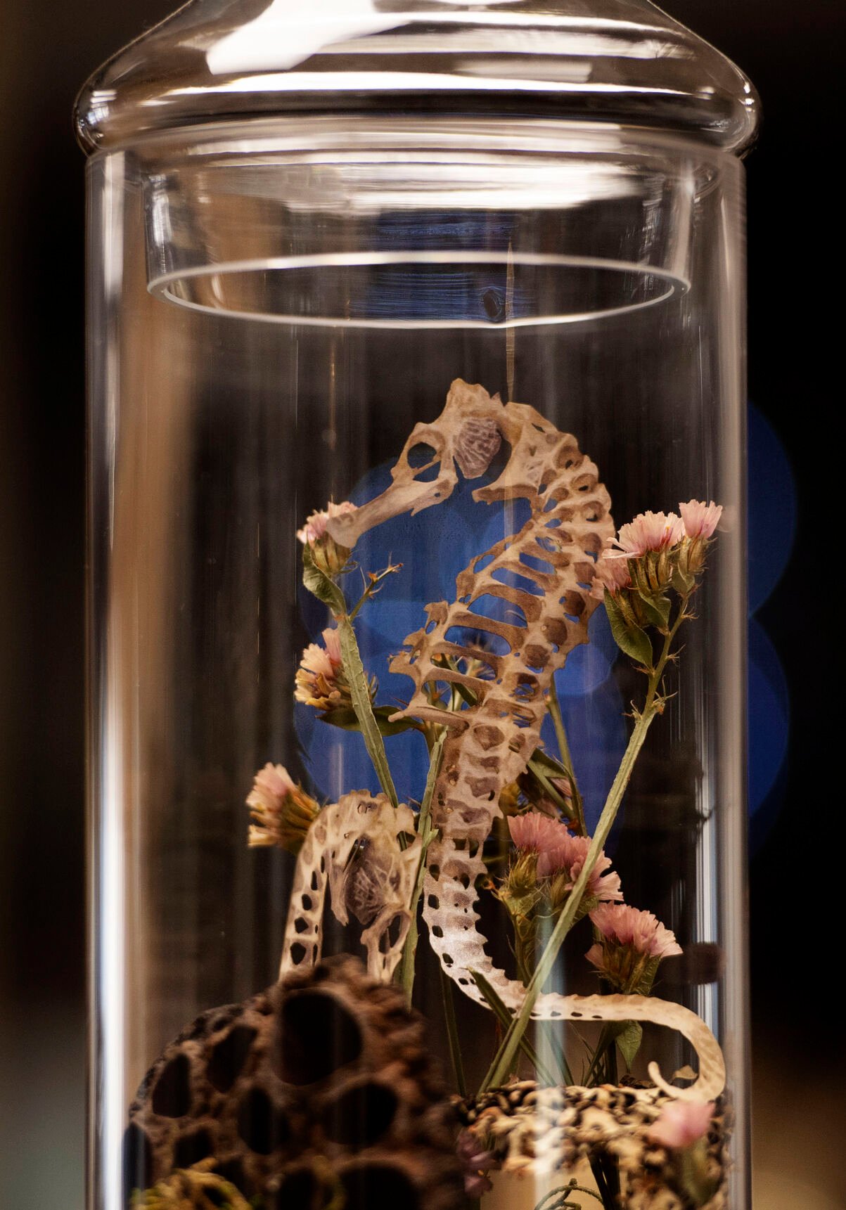 A paper skeleton seahorse available at Cronk Art & Curiosities in Colorado Springs. Andrew Cronk and partner Chris Dantzler opened their shop in the fall. (Chancey Bush, The Gazette)