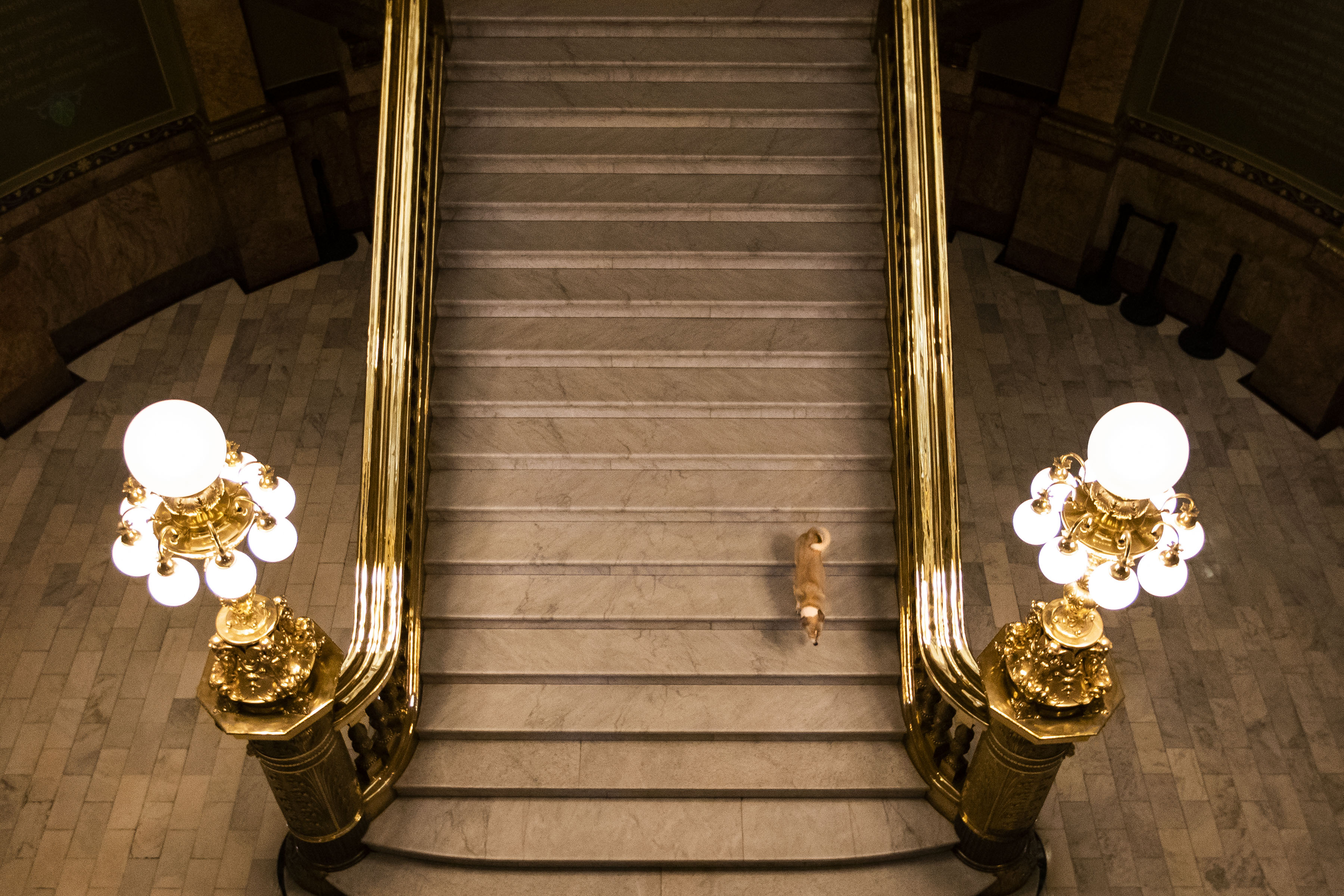 Sen. Kerry Donovan’s dog Gary runs down the staircase during the first day of Colorado’s 2022 session at the Colorado State Capitol building on Wednesday, Jan. 12, 2022, in Denver, Colo. (Timothy Hurst/The Gazette) (Timothy Hurst)