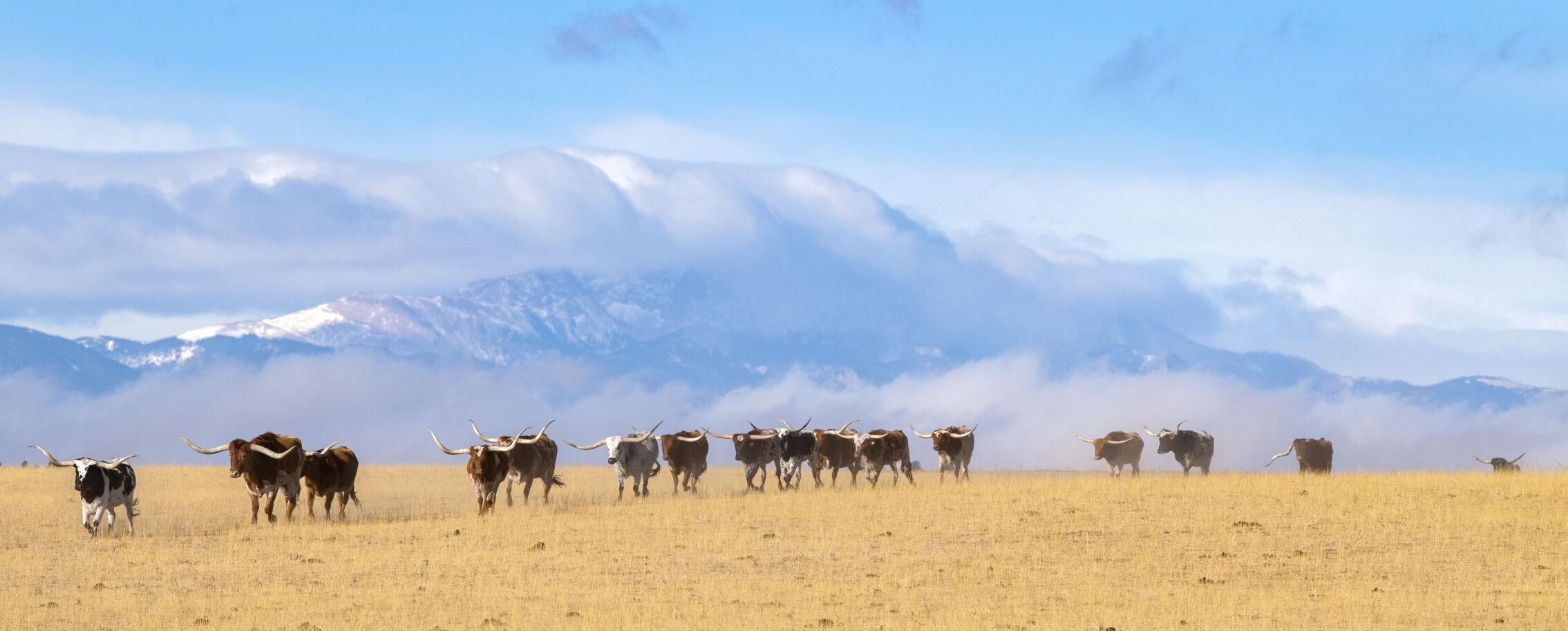 Longhorn cattle run across the land of the Silverado Ranch east of Colorado Springs, Wednesday, Jan. 5, 2022. (Christian Murdock, The Gazette)