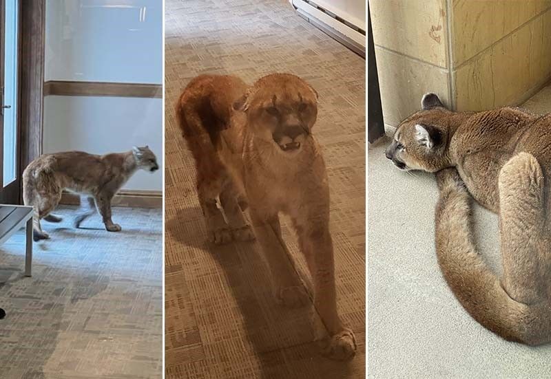 Mountain lion euthanized in Vail after entering condo