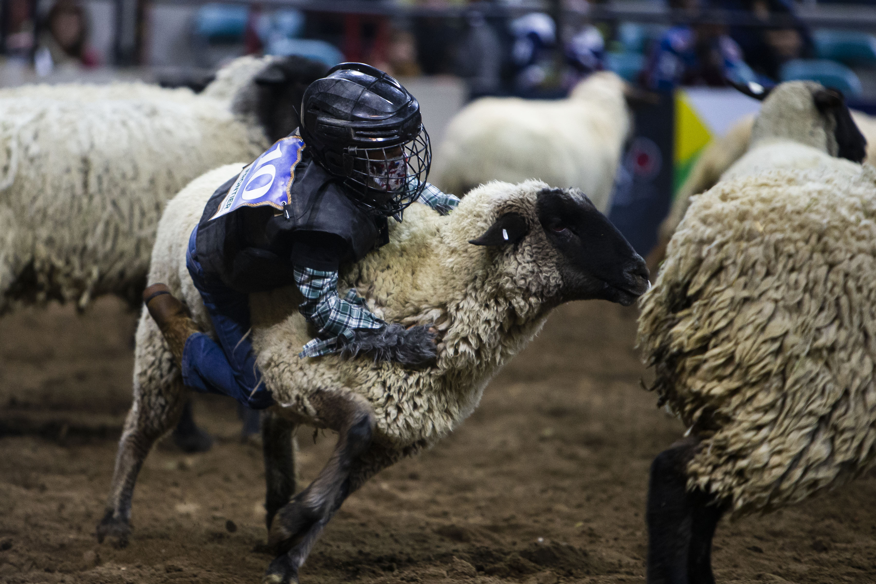 Muttenbuster Jax J. Martinez Small holds on to his sheep so long that it’s able to rejoin it’s herd during the African-American Heritage Rodeo at the National Western Stock Show on Monday, Jan. 17, 2022, in Denver, Colo. (Timothy Hurst/The Gazette) (Timothy Hurst)