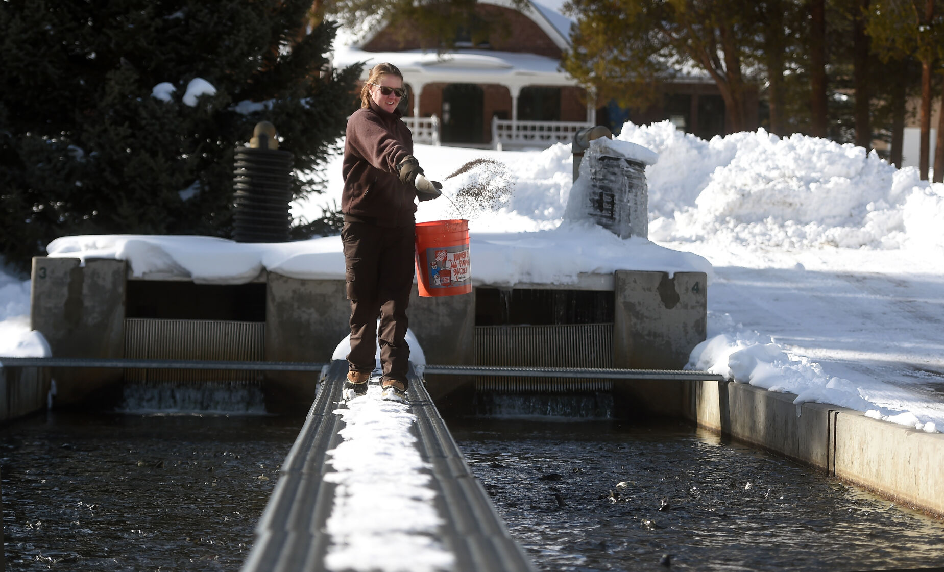 Biologist Paige Moran feeds some of the trout in an outside tank at the Leadville Fish Hatchery recently. For 130 years, the Leadville Fish National Hatchery has been raising fish and stocking lakes and ponds. (photos by Jerilee Bennett, the gazette)