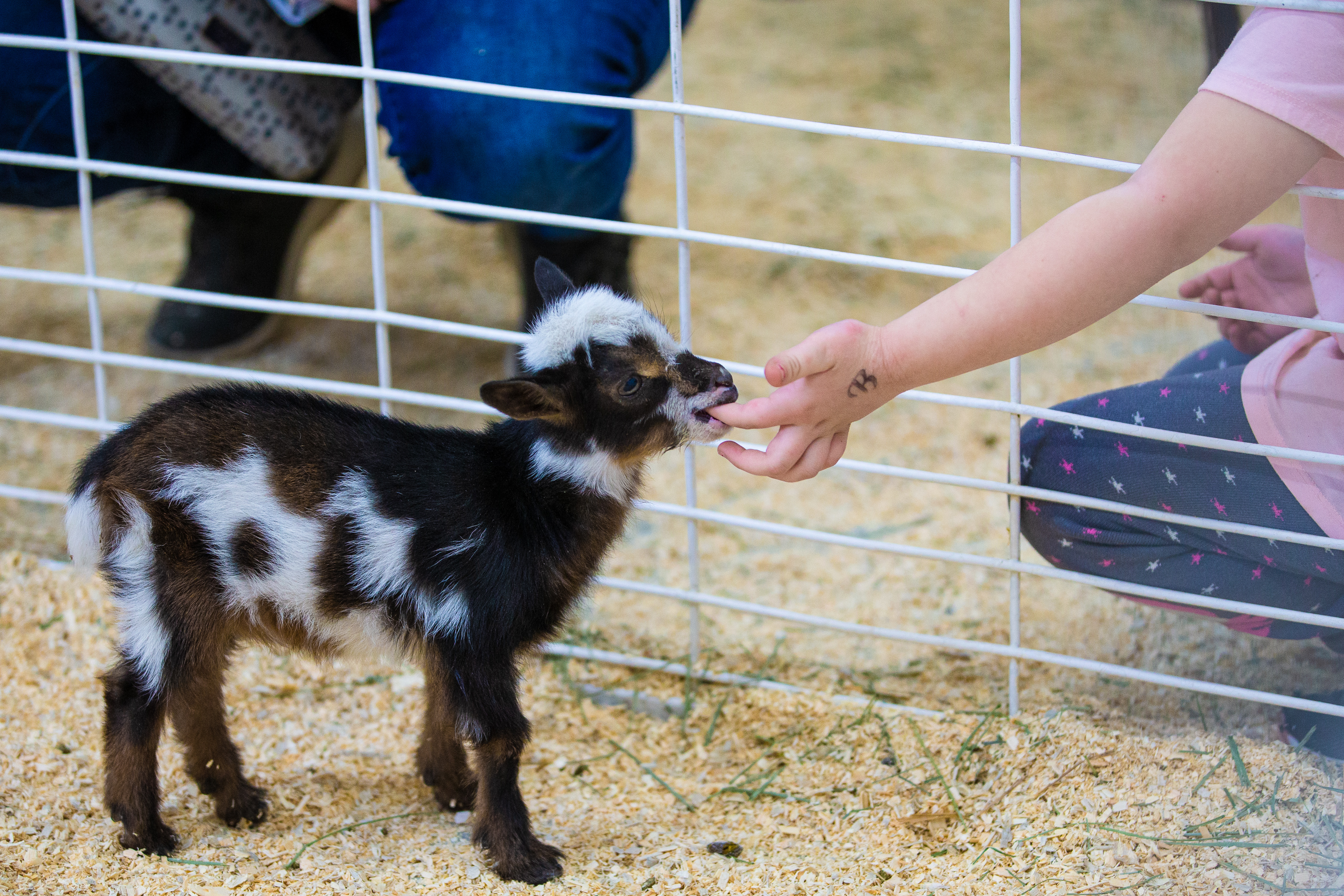 The Great American Petting Farm exhibit is a popular place to make new friends at the 116th National Western Stock Show on Saturday, Jan. 8, 2022, in Denver, Colo. (Liz Copan / special to The Denver Gazette) (Liz Copan)