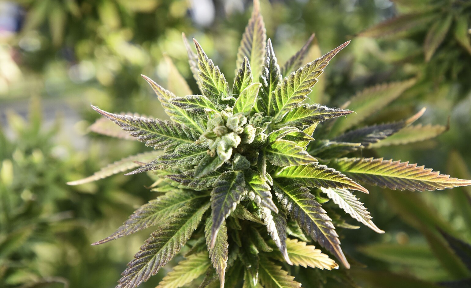 Colorado shatters previous marijuana tax revenue record