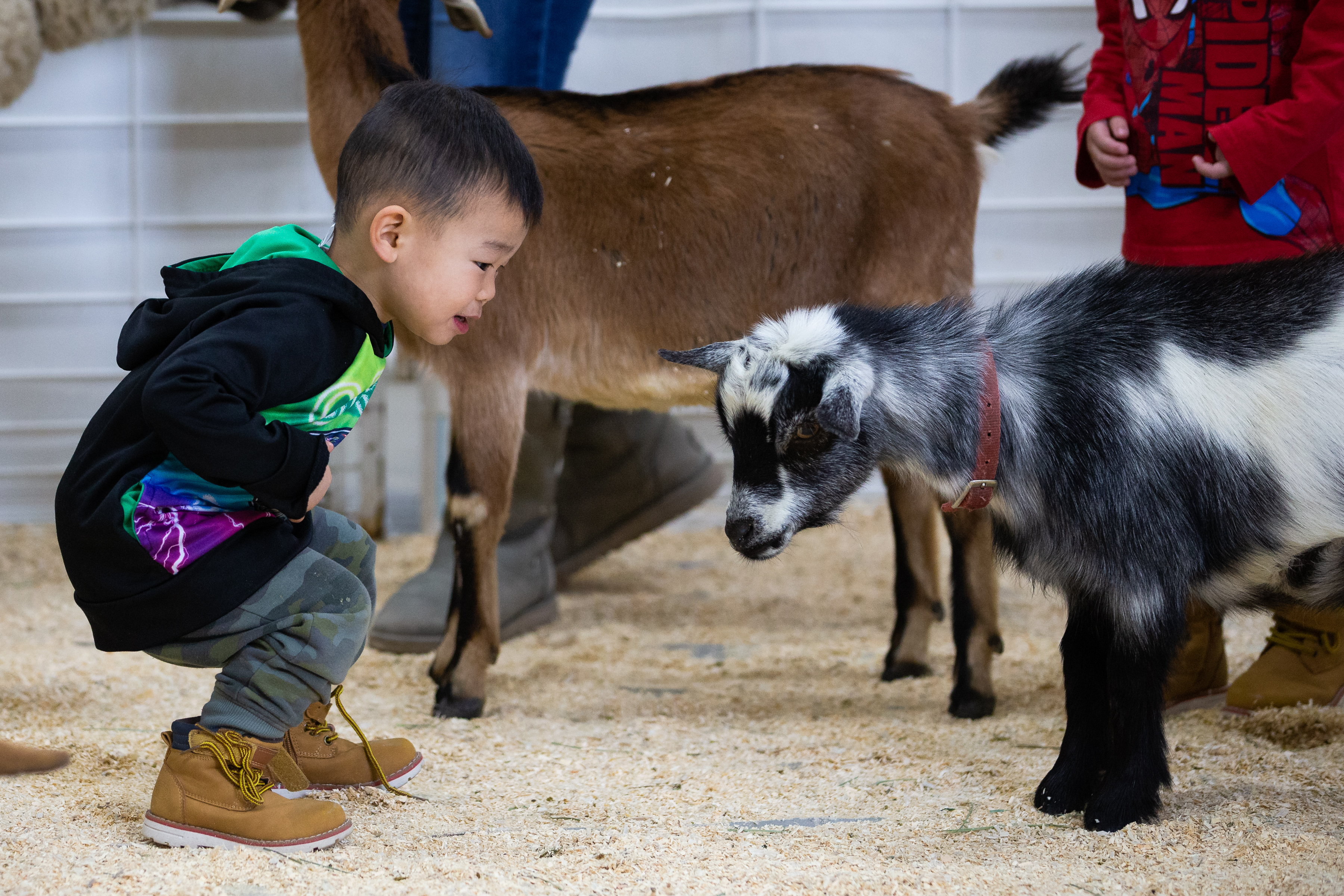 The Great American Petting Farm exhibit is a popular place to make new friends at the 116th National Western Stock Show on Saturday, Jan. 8, 2022, in Denver, Colo. (Liz Copan / special to The Denver Gazette) (Liz Copan)
