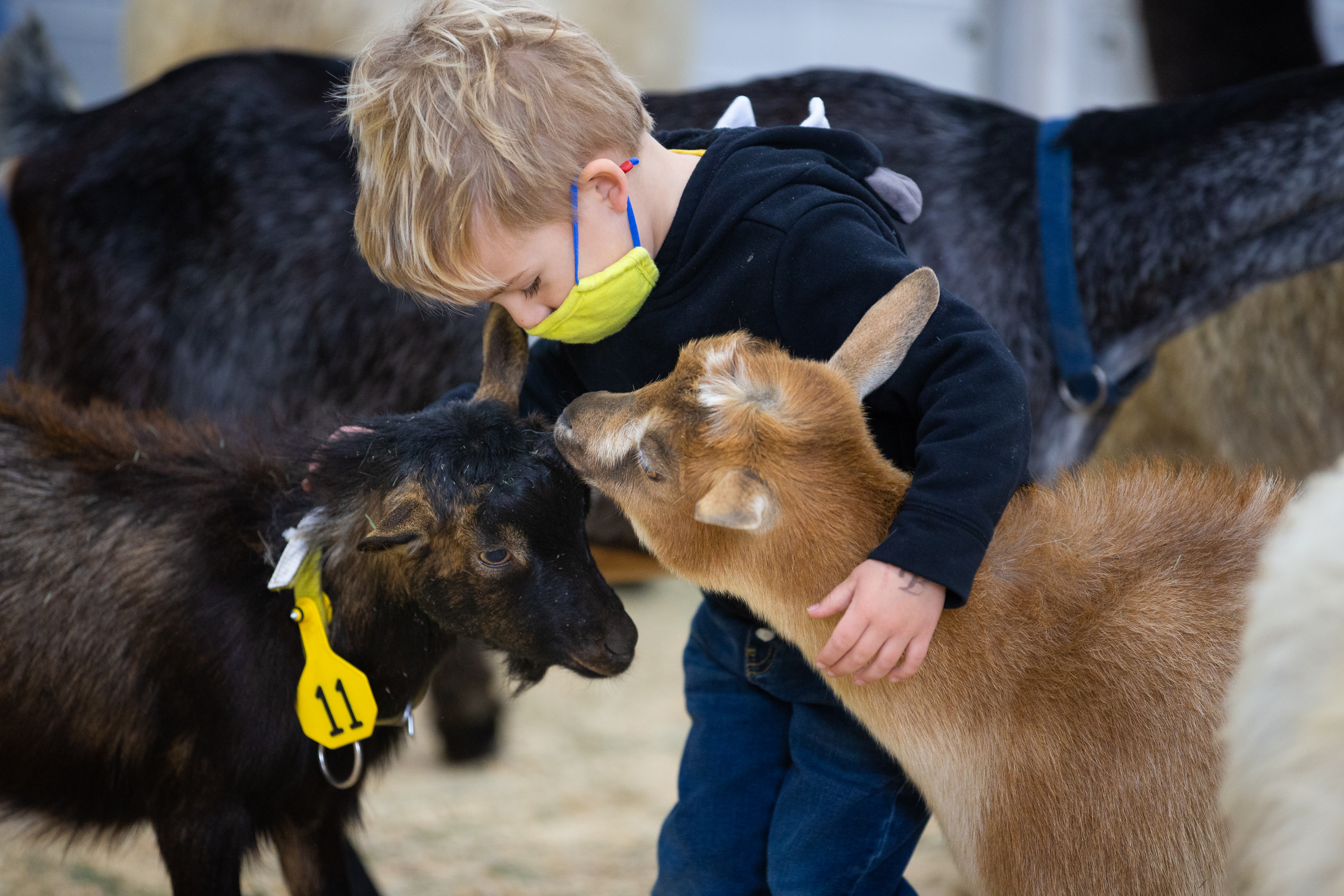 The Great American Petting Farm exhibit is a popular place to make new friends at the 116th National Western Stock Show on Saturday, Jan. 8, 2022, in Denver, Colo. (Liz Copan / special to The Denver Gazette) (Liz Copan)