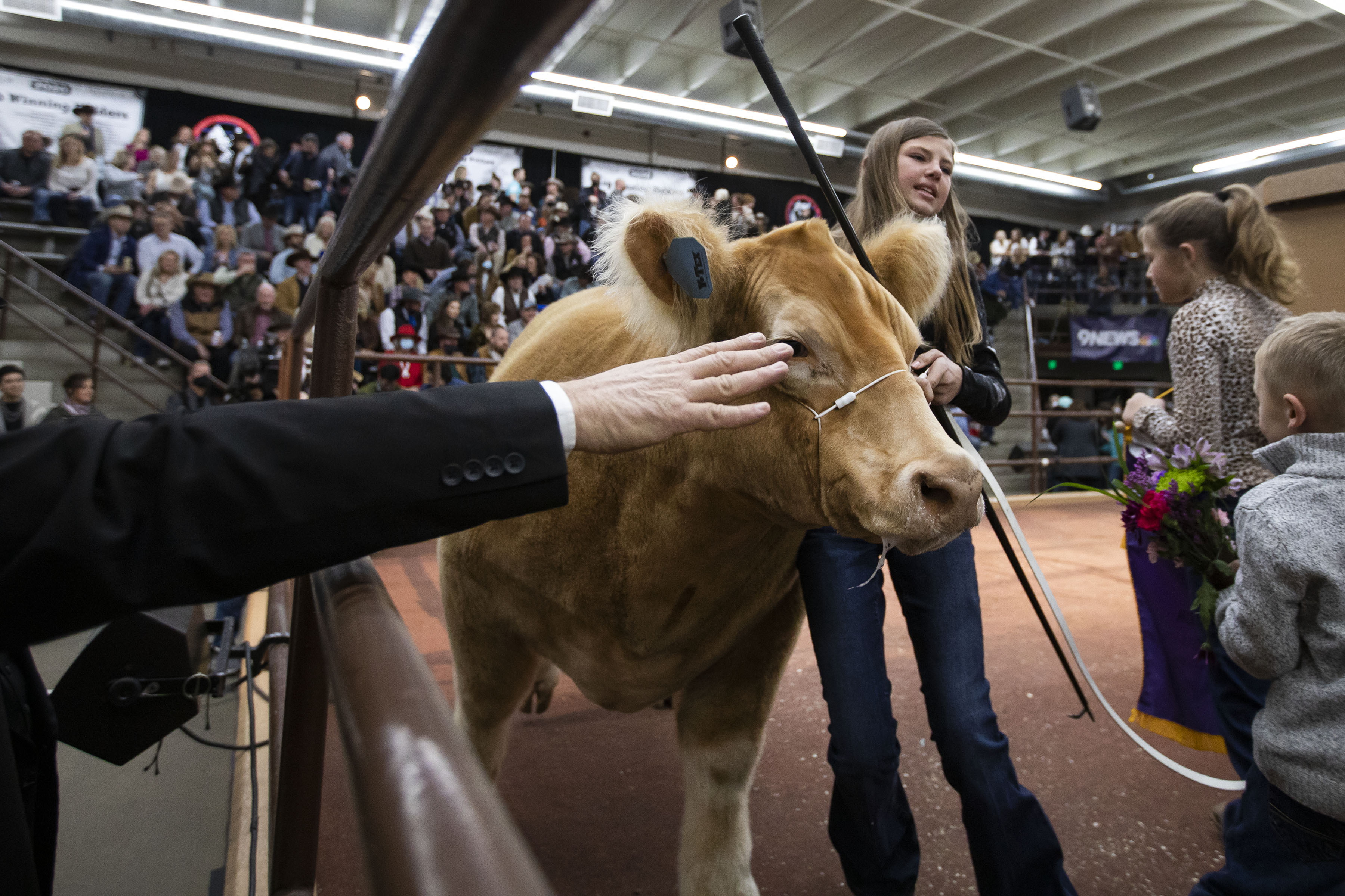 Rylee Rodgers, 12, of Searsboro, Iowa, tries to lead her grand championship market steer “Yellers” out of the ring during the National Western Stock Show Junior Livestock Champions Auctions on Friday, Jan. 21, 2022, in Denver, Colo. (Timothy Hurst/The Gazette) (Timothy Hurst)